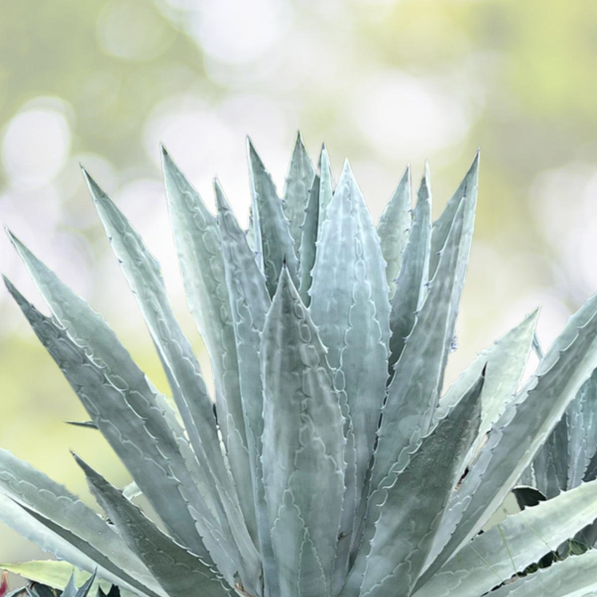Blue Sage Plant 1 Gallon Pot, Salvia Farinacea, Pollinator Magnet, Heat-Tolerant Perennial for Garden Beds and Borders