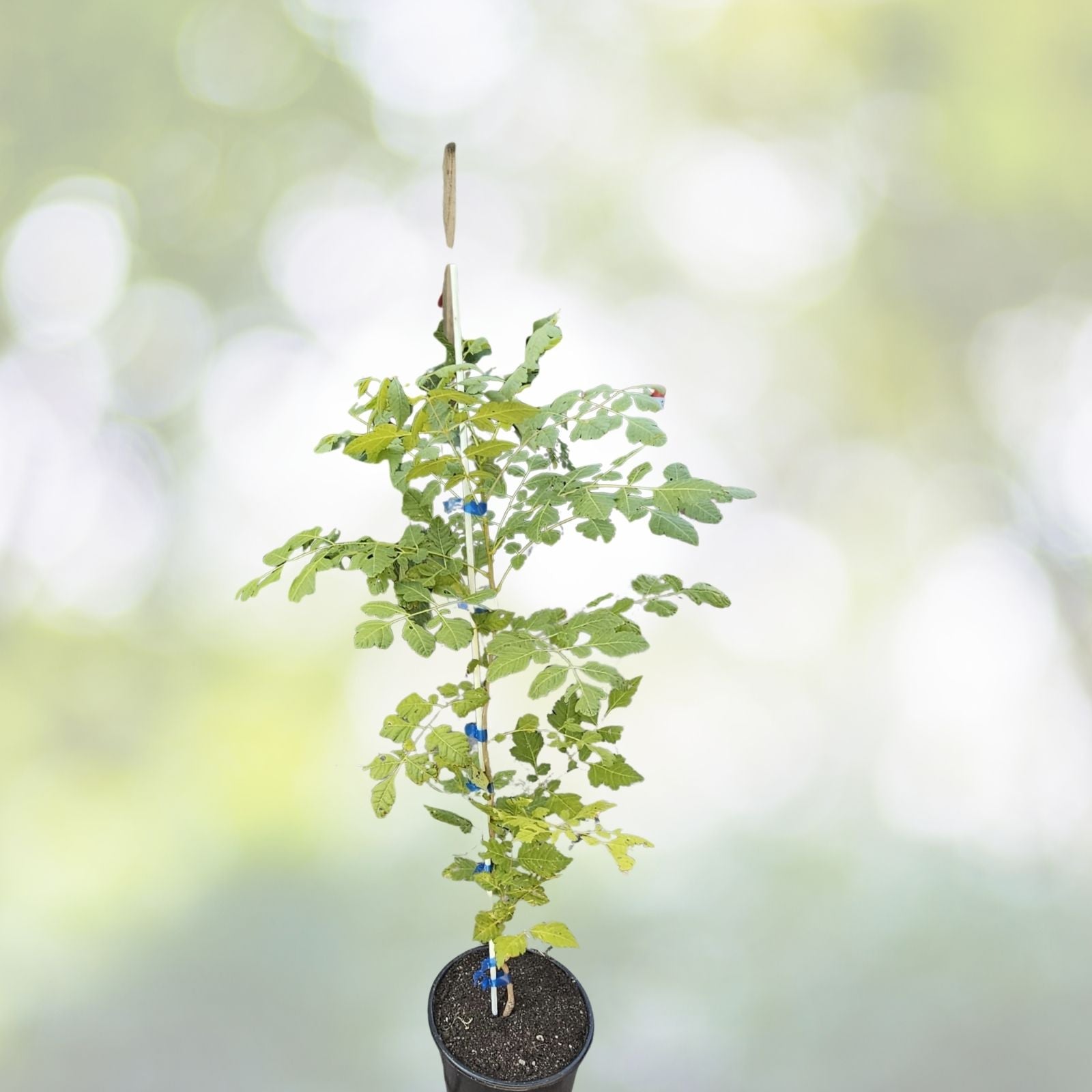 Dwarf Golden Raintree Seeds - 10 Pack Ornamental Bonsai - Koelreuteria paniculata - Free Shipping