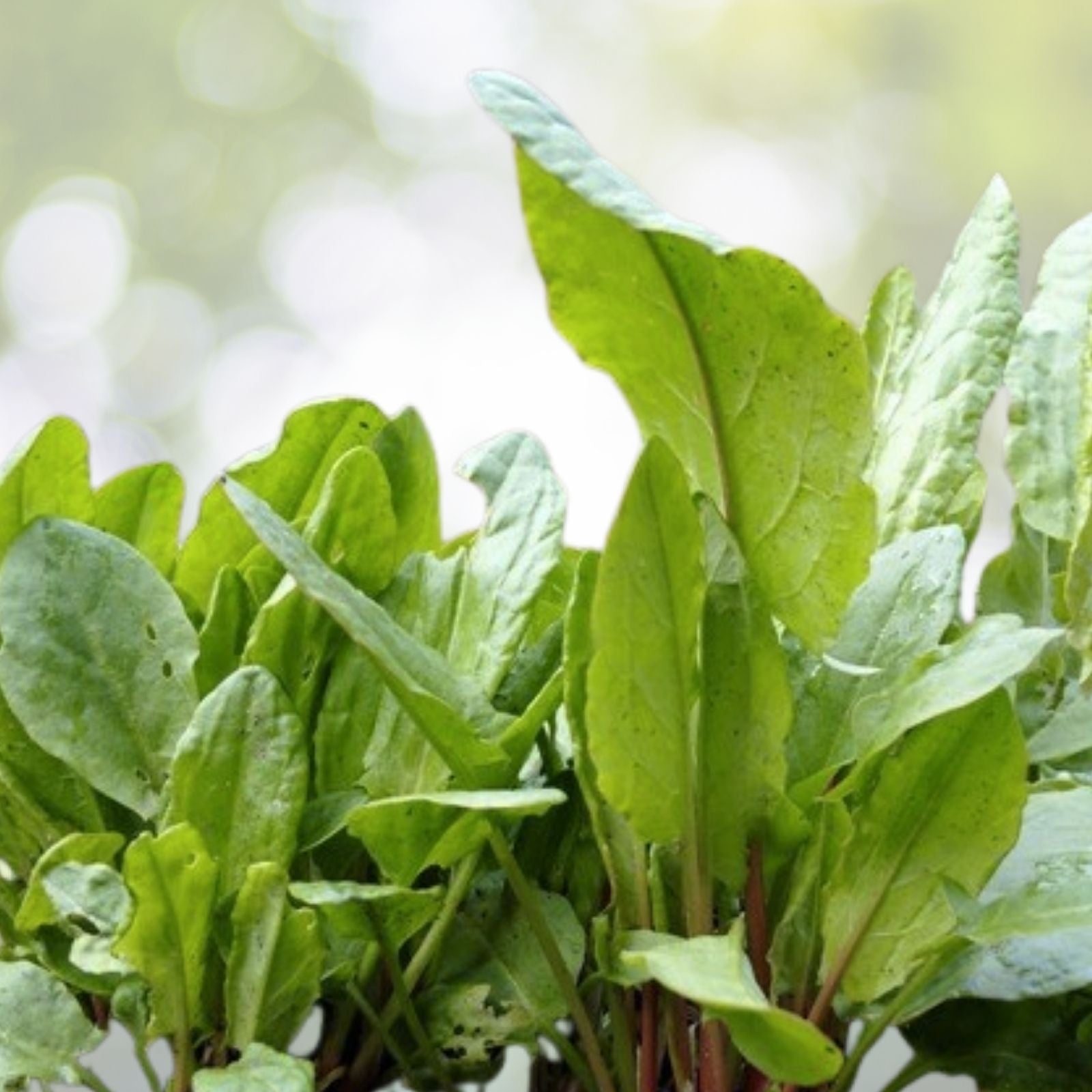 Large Leaf Sorrel Seeds - 500+ Count - Chukakura Culinary Herb - Hardy Perennial - USA Grown
