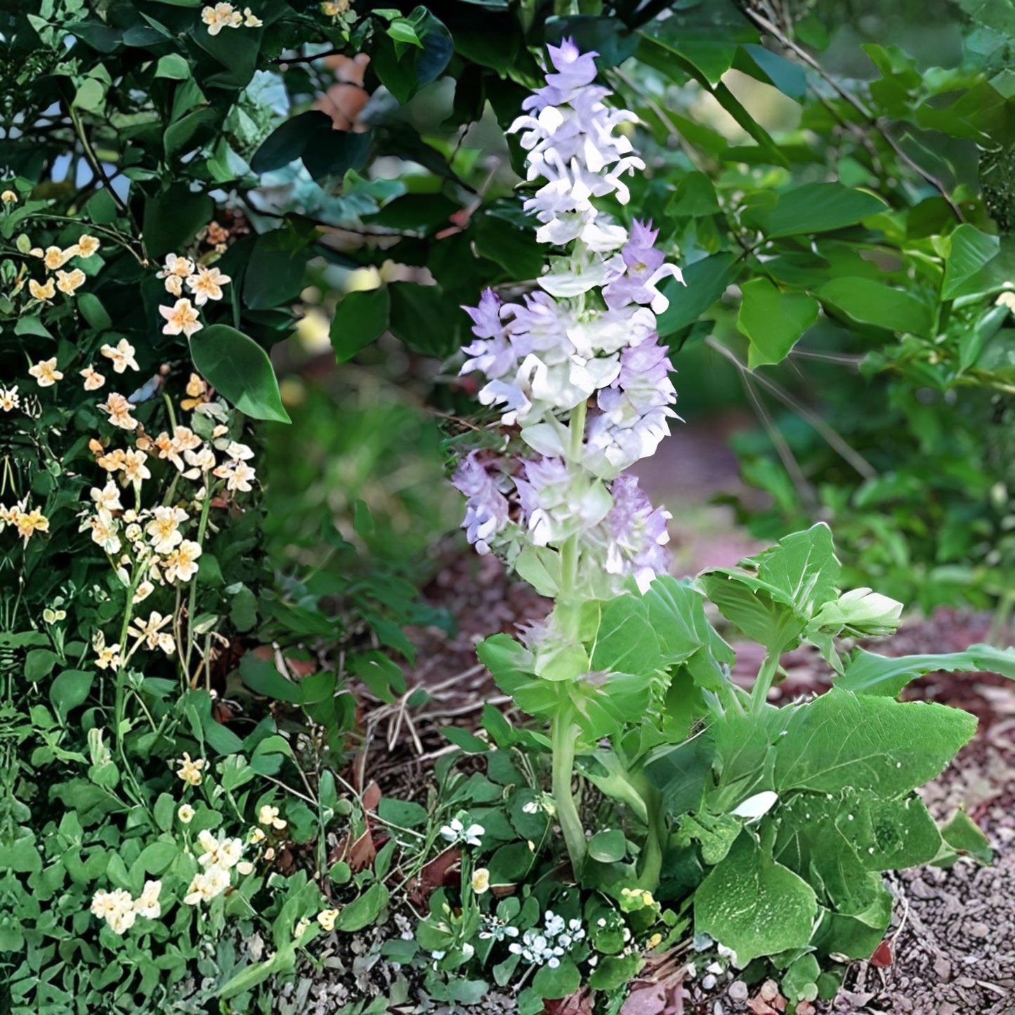 Clary Sage Seeds 30 Count – Bluish-White Herb Seeds – Easy to Grow Salvia sclarea for Gardening, Herbs, Live Plant, Cutting, Starter Plant