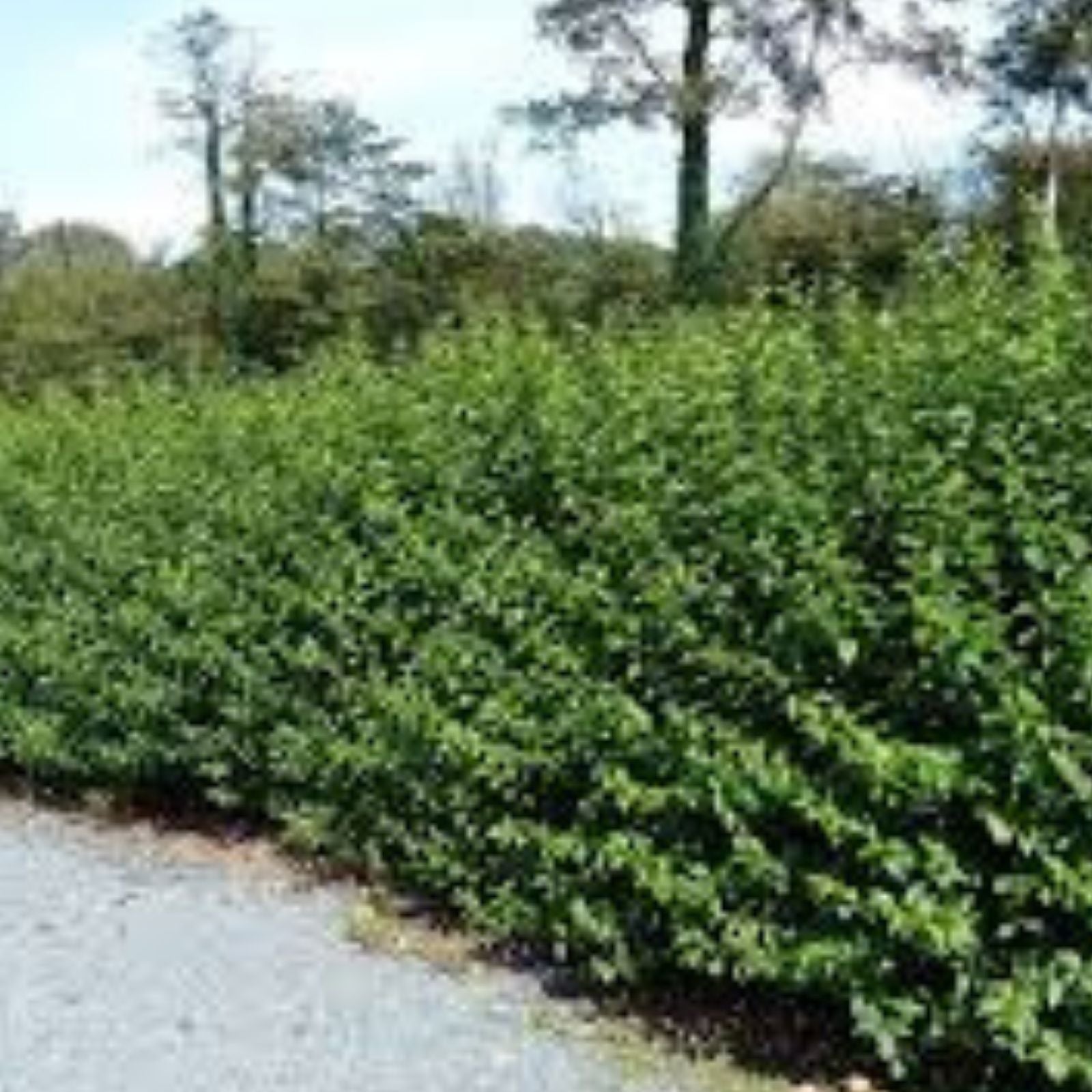 Privet Hedge Live Plant 5-Pack – Ligustrum for Privacy Screen, Shrubs, Landscaping, Evergreen, Fast-Growing, Garden Plant