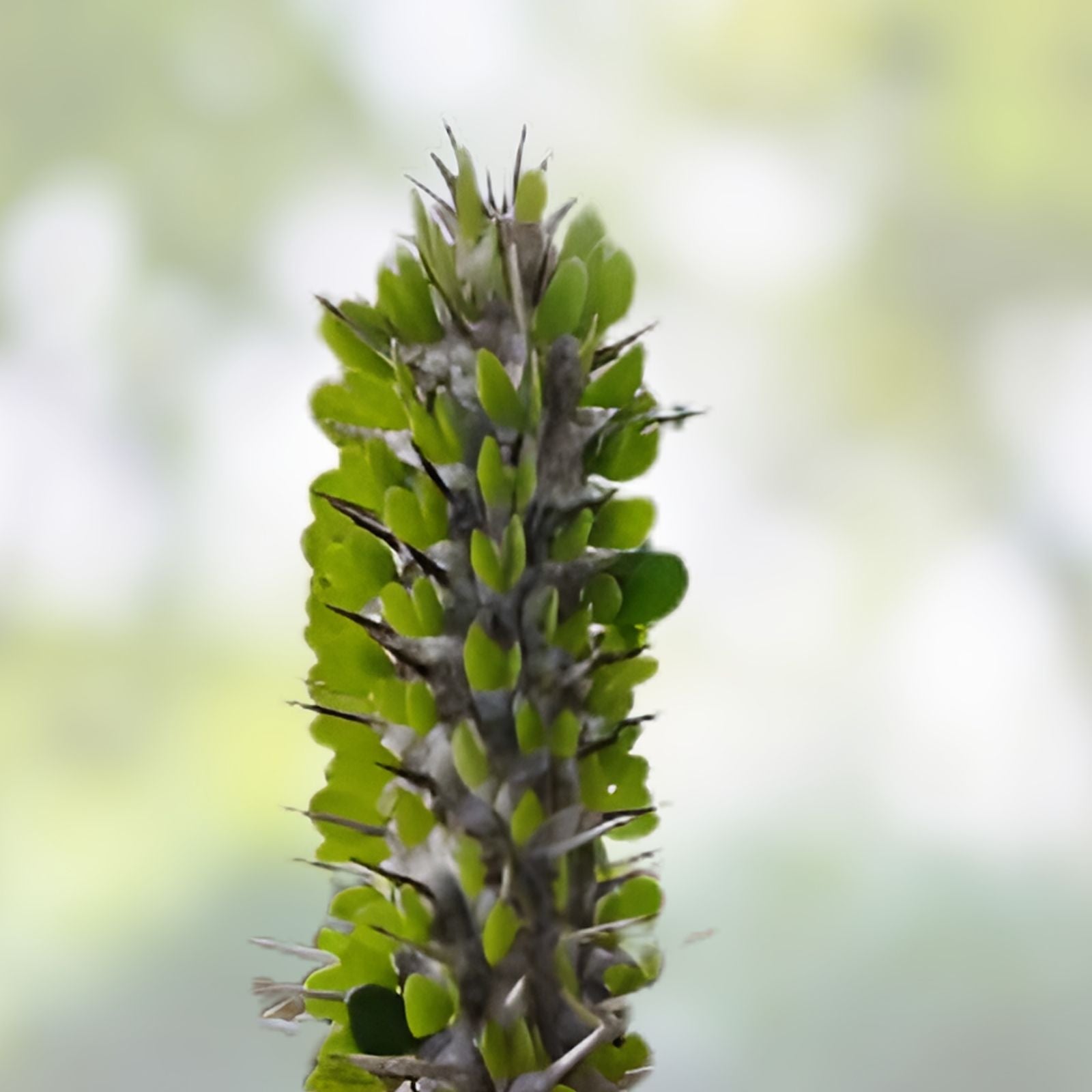 Alluaudia montagnacii Succulent Plant - Madagascar Variety - Rare Size - Unique Drought Tolerant Succulent