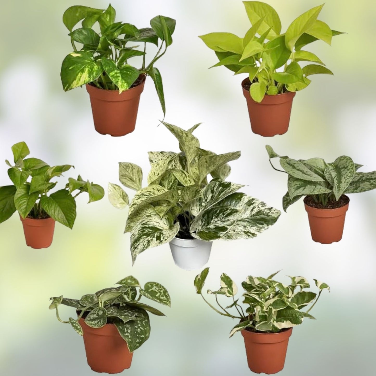 Rooted Plant Cuttings Set - 20 Pothos and Ferns - Indoor Houseplants - Easy Care Greenery - Live Plant Collection