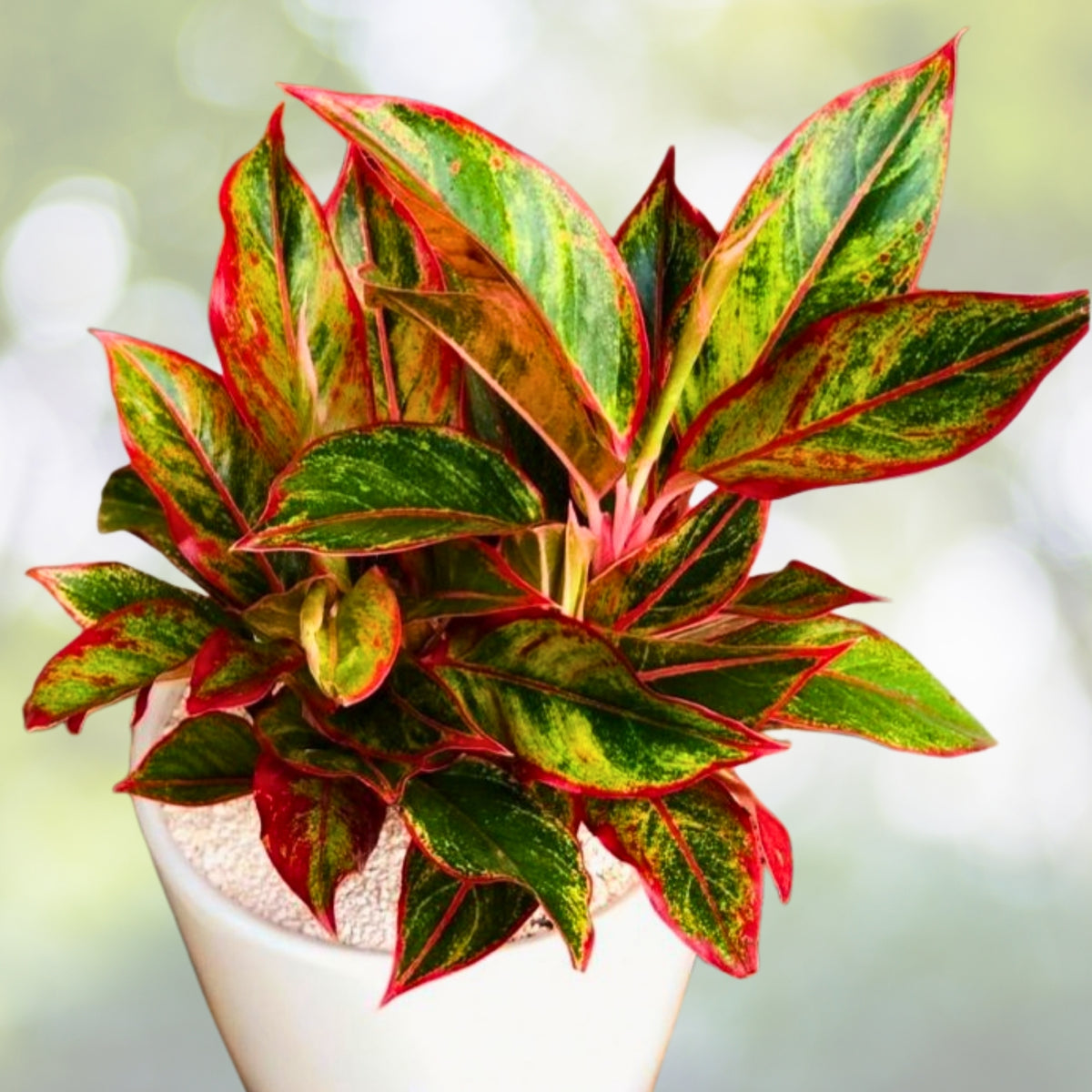 Aglaonema 'Red Siam' Indoor Plant - 6" Pot - Colorful Foliage - Easy Care Chinese Evergreen - Low Light Tolerant - Aglaonema