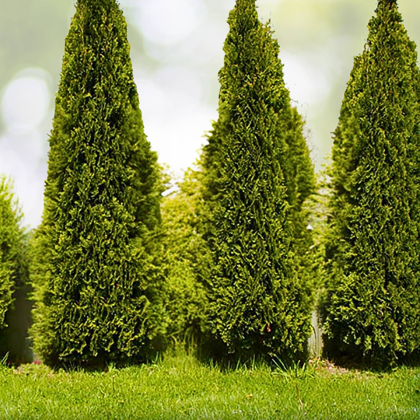 Thuja Skybound Starter Plant - Approx 11-16 Inch - Thuja occidentalis 'Skybound' - Evergreen Privacy Hedge