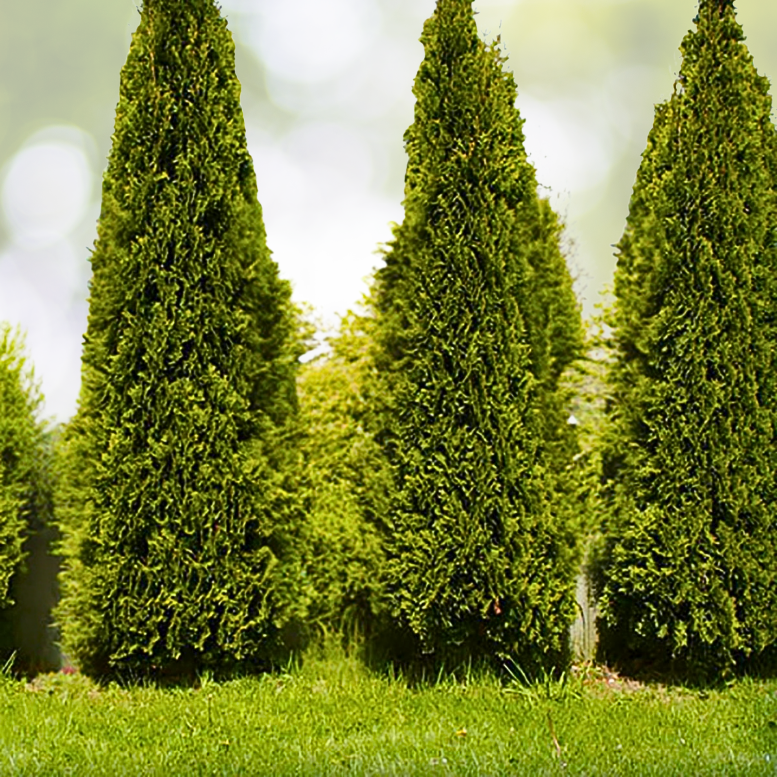 Thuja Skybound Starter Plant - Approx 11-16 Inch - Thuja occidentalis 'Skybound' - Evergreen Privacy Hedge