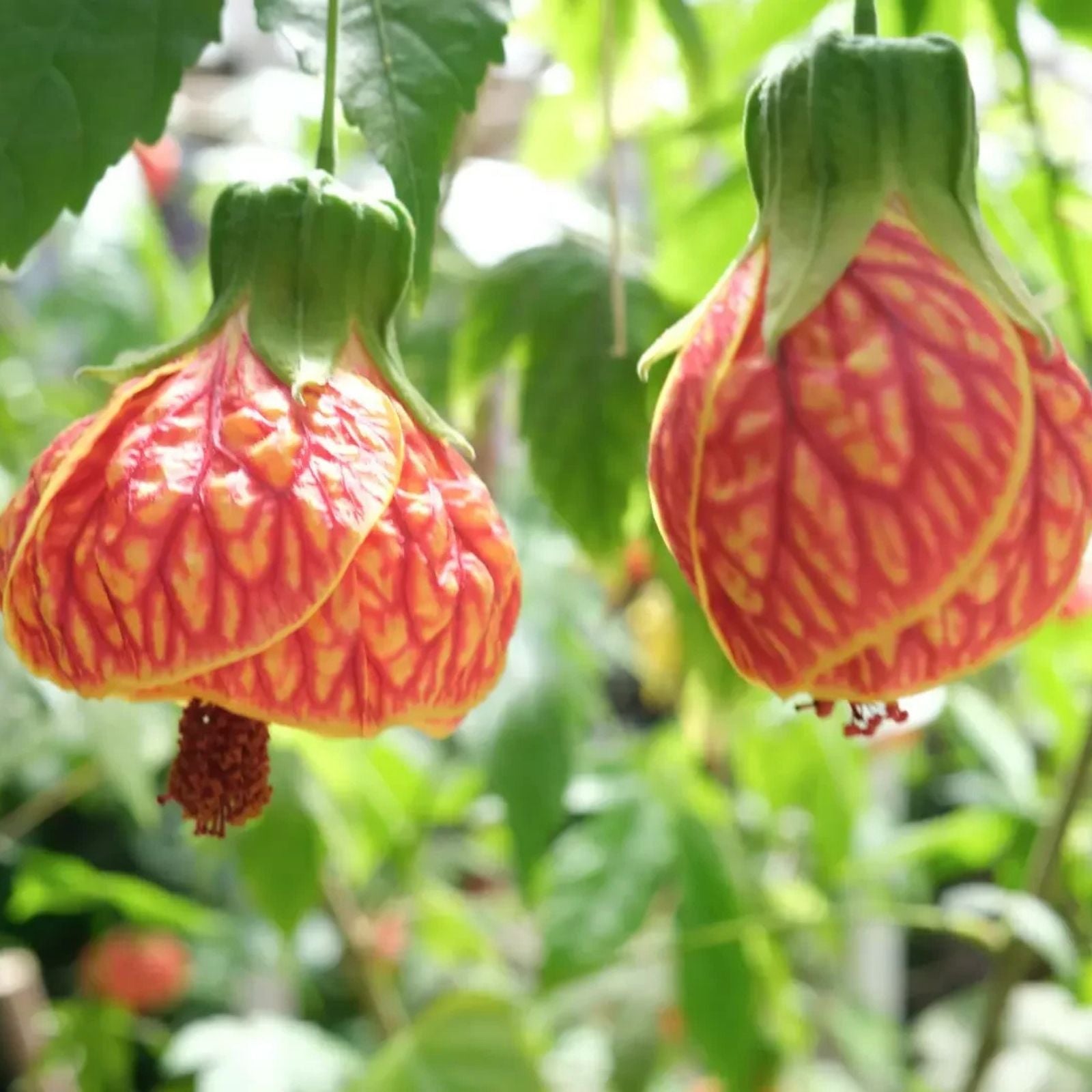 Tiger Eye Abutilon Flowering Maple Small Rooted Starter Plant - Abutilon hybridum Variegated Leaves, Yellow Blooms