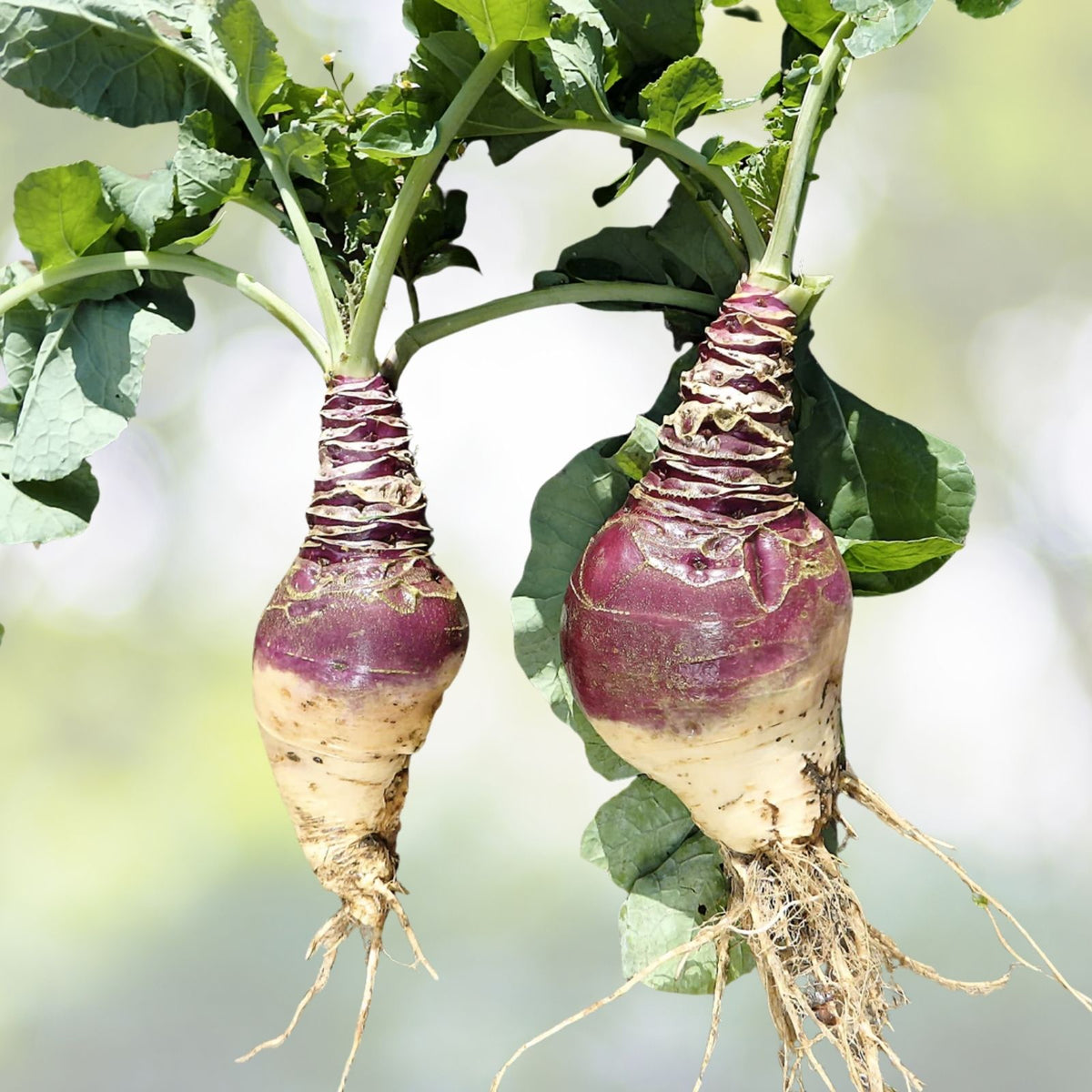 Rutabaga Seeds | NON-GMO Heirloom Laurentian | Brassica napus | Vegetable Garden Seeds