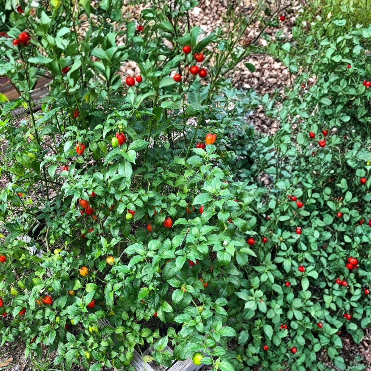 4-inch Aji Dulce Pepper Plant – Well-Rooted Sweet Chili Pepper (Capsicum baccatum) – Live Home Garden Plant