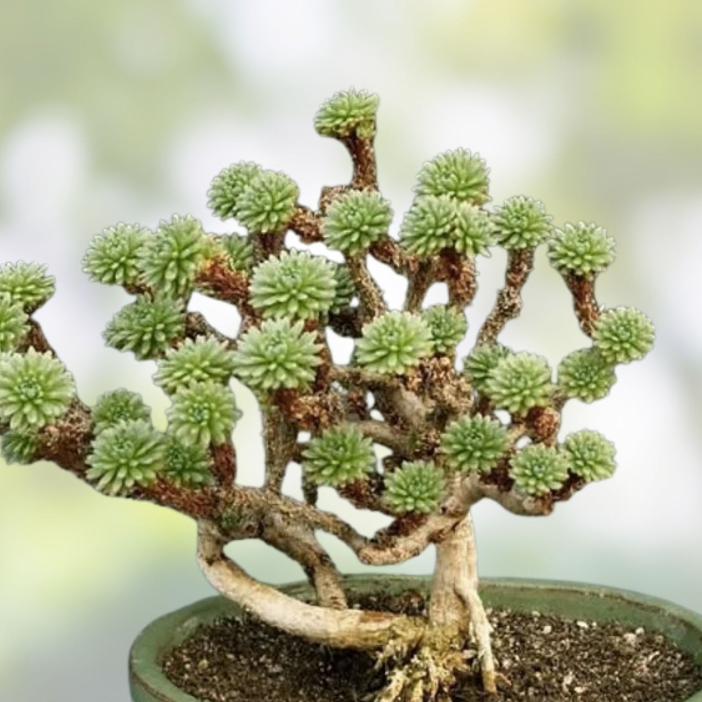 Joshua Tree Bonsai Seeds 10 Pack - Grow Unique Yucca brevifolia Bonsai Trees - Drought Tolerant Indoor Outdoor Plant
