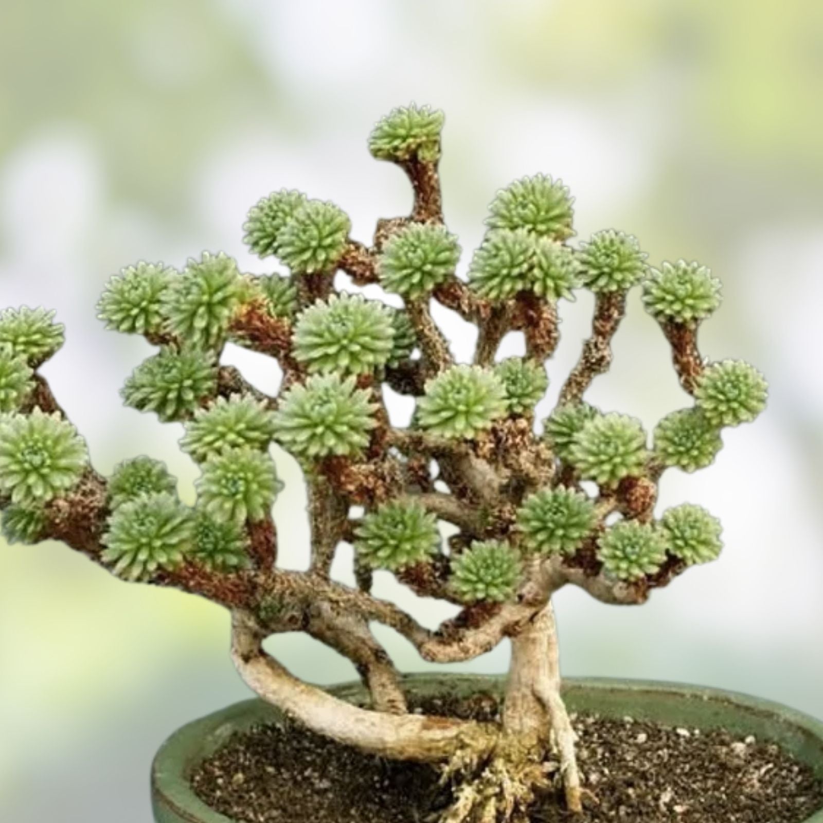 Joshua Tree Bonsai Seeds 10 Pack - Grow Unique Yucca brevifolia Bonsai Trees - Drought Tolerant Indoor Outdoor Plant