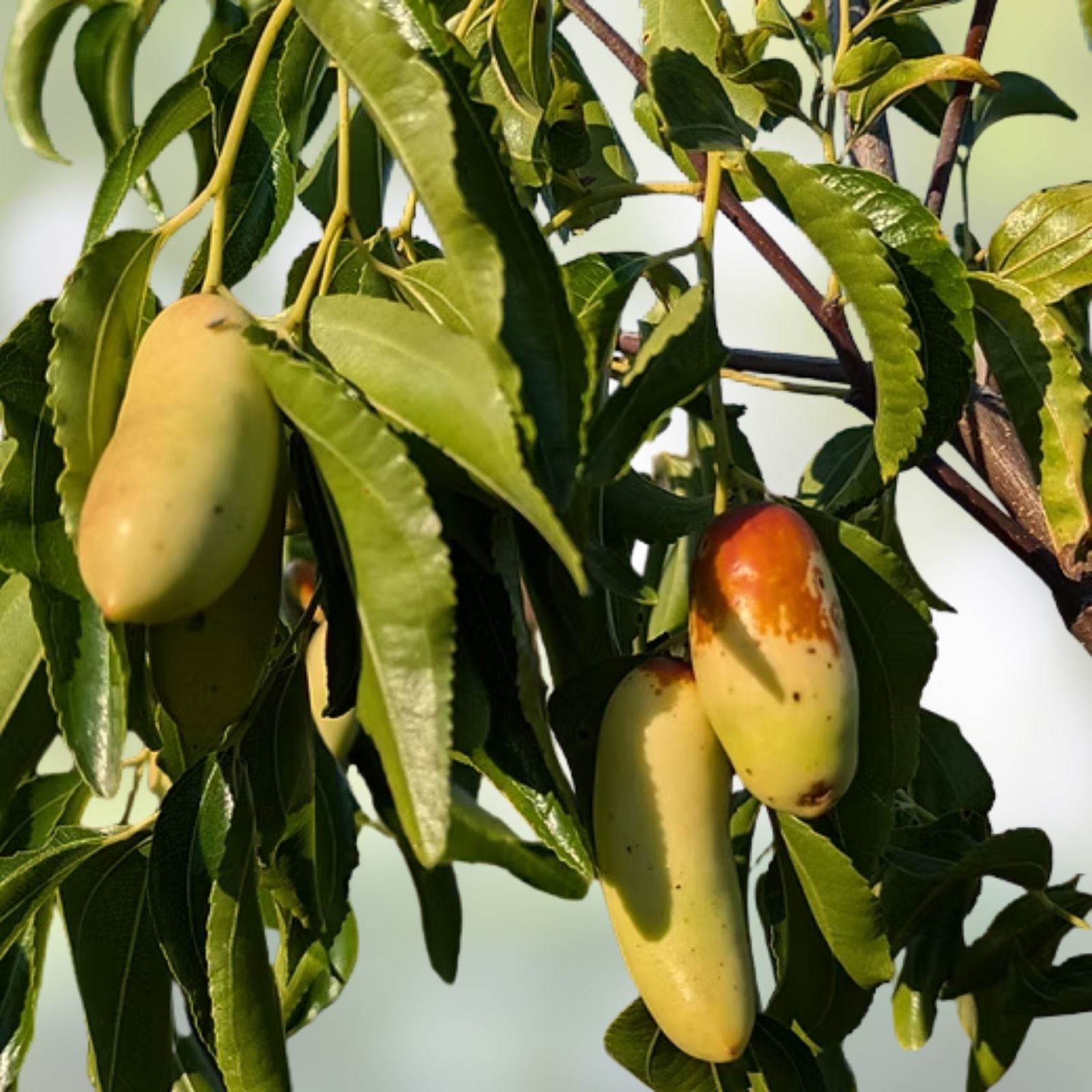 Tigertooth Jujube Tree Cutting - 8" Graft Scion Wood, Bud Tiger Tooth (Ziziphus jujuba)