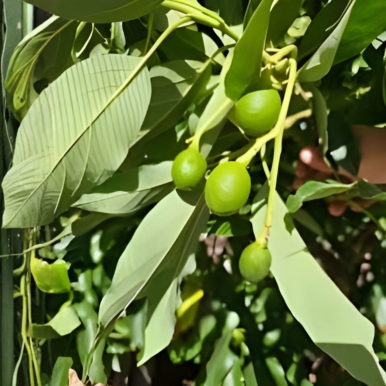 Chico Jujube Tree Cutting 8" Thin Scion Wood for Grafting - Ziziphus jujuba - Fruit Tree Propagation Material