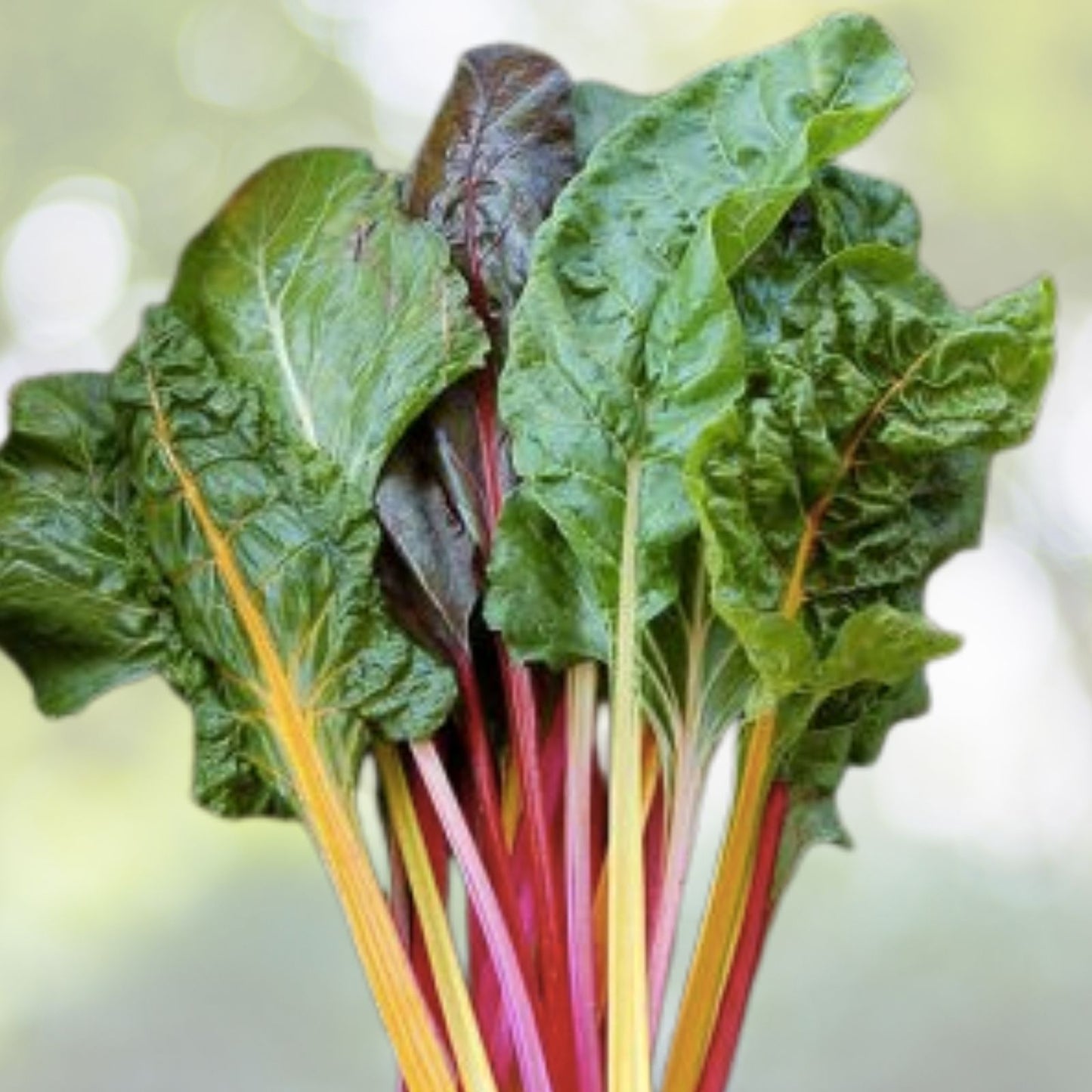 Rainbow Swiss Chard Seeds - 50+ Pack - Rhubarb Perpetual Spinach - Garden Fresh - USA