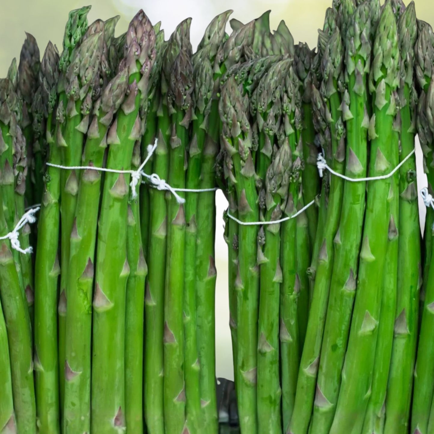 Asparagus Seeds 100 Heirloom Mary Washington Variety Tasty Healthy Vegetable Asparagus officinalis
