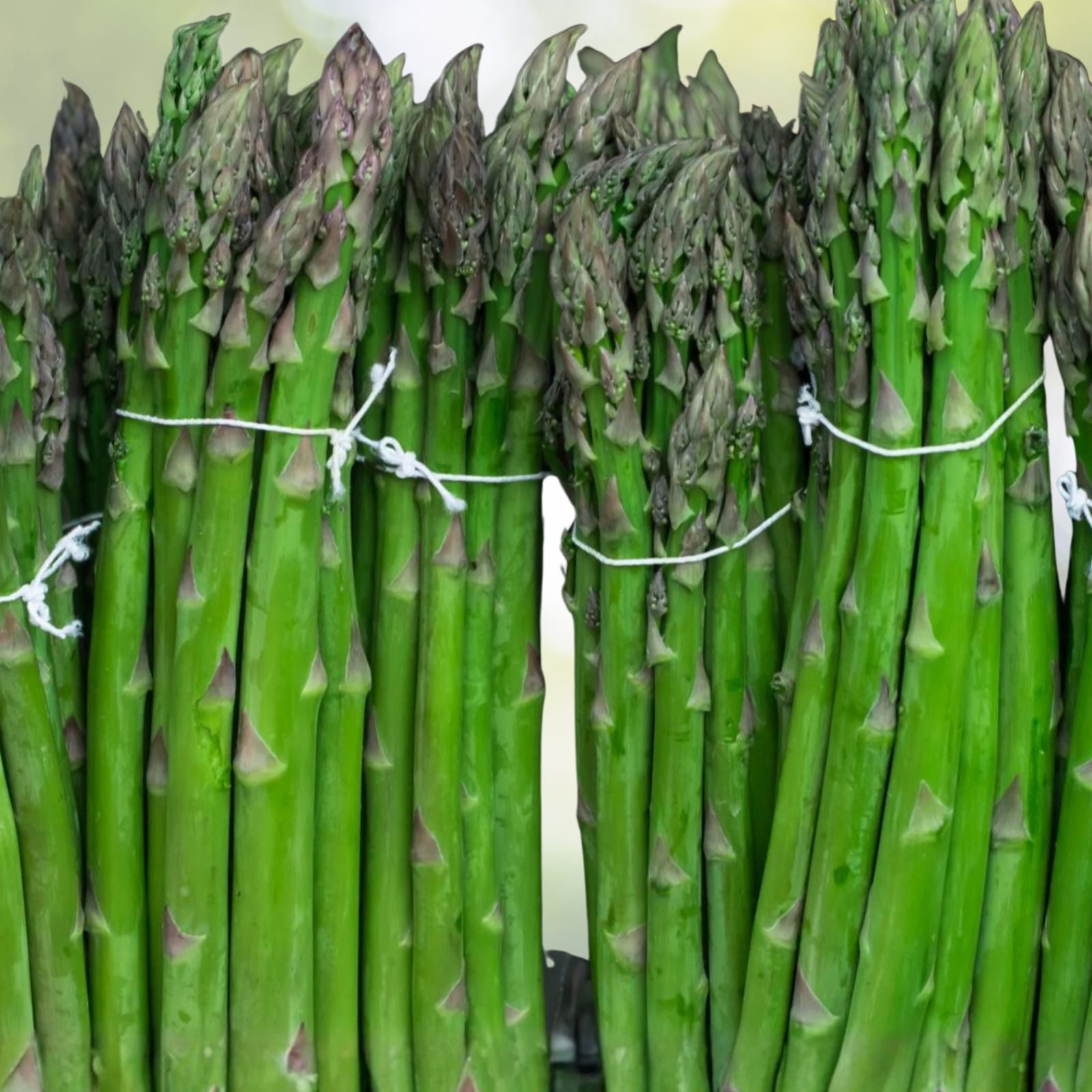 Asparagus Seeds 100 Heirloom Mary Washington Variety Tasty Healthy Vegetable Asparagus officinalis