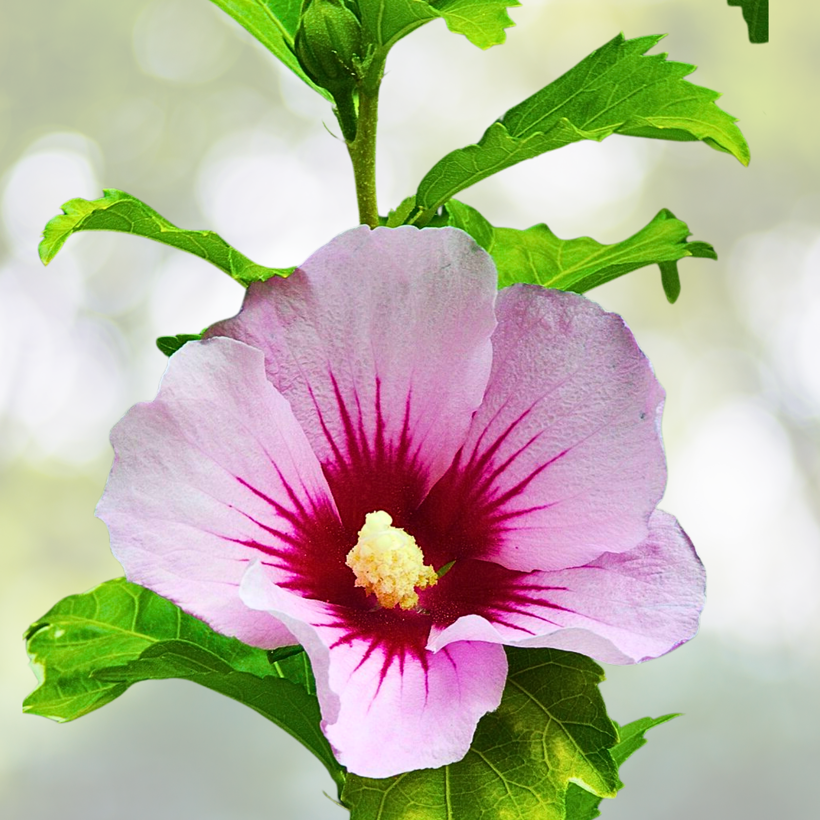 Hibiscus Starter Plant - 4-6 Inch - 'Hamabo' Variegated Flower - Hibiscus Syriacus