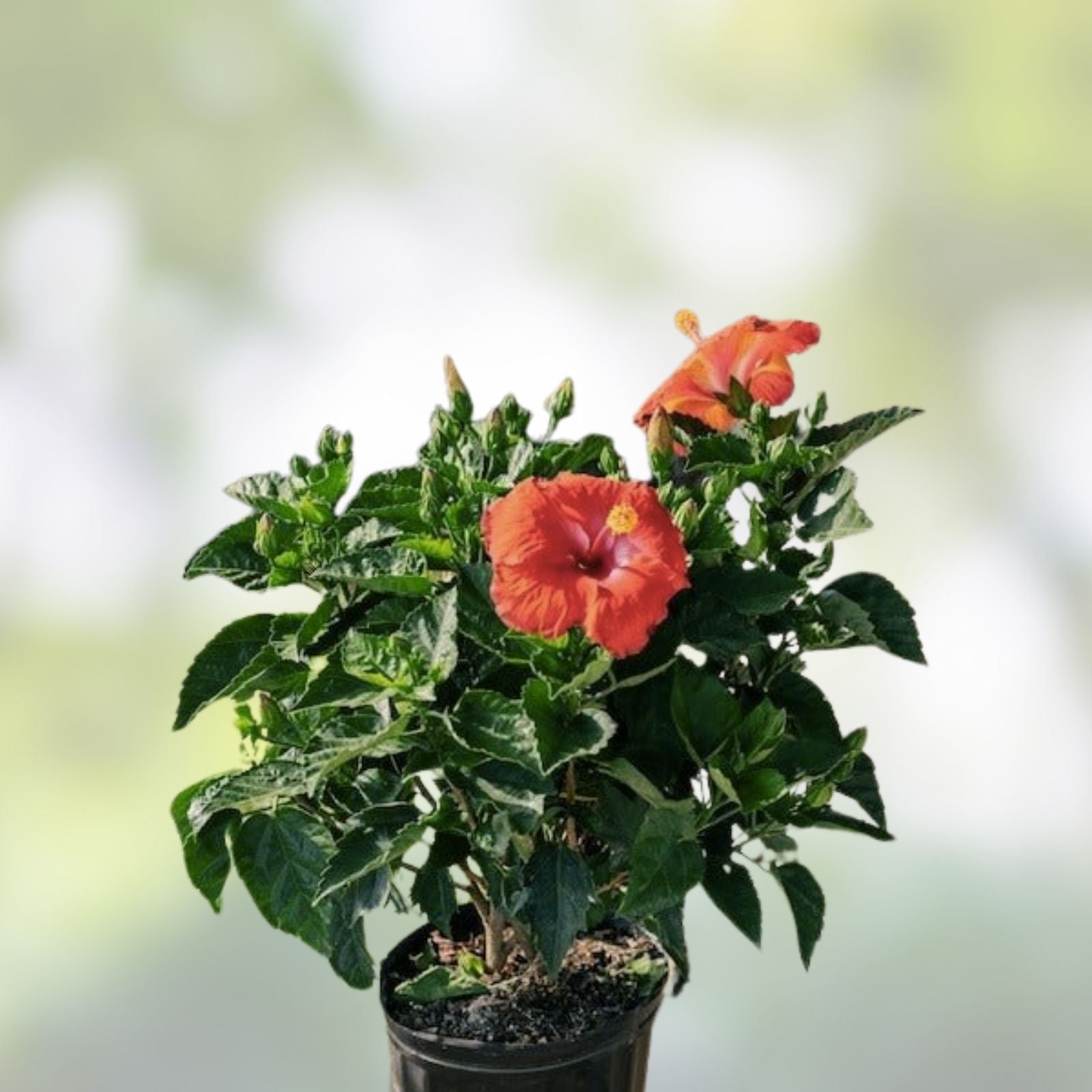 Red Hibiscus Rooted Cuttings - 2 Live Plants - 5 Inch Tall - Hibiscus rosa-sinensis - Garden Planting, Flowering Shrubs, Free Shipping