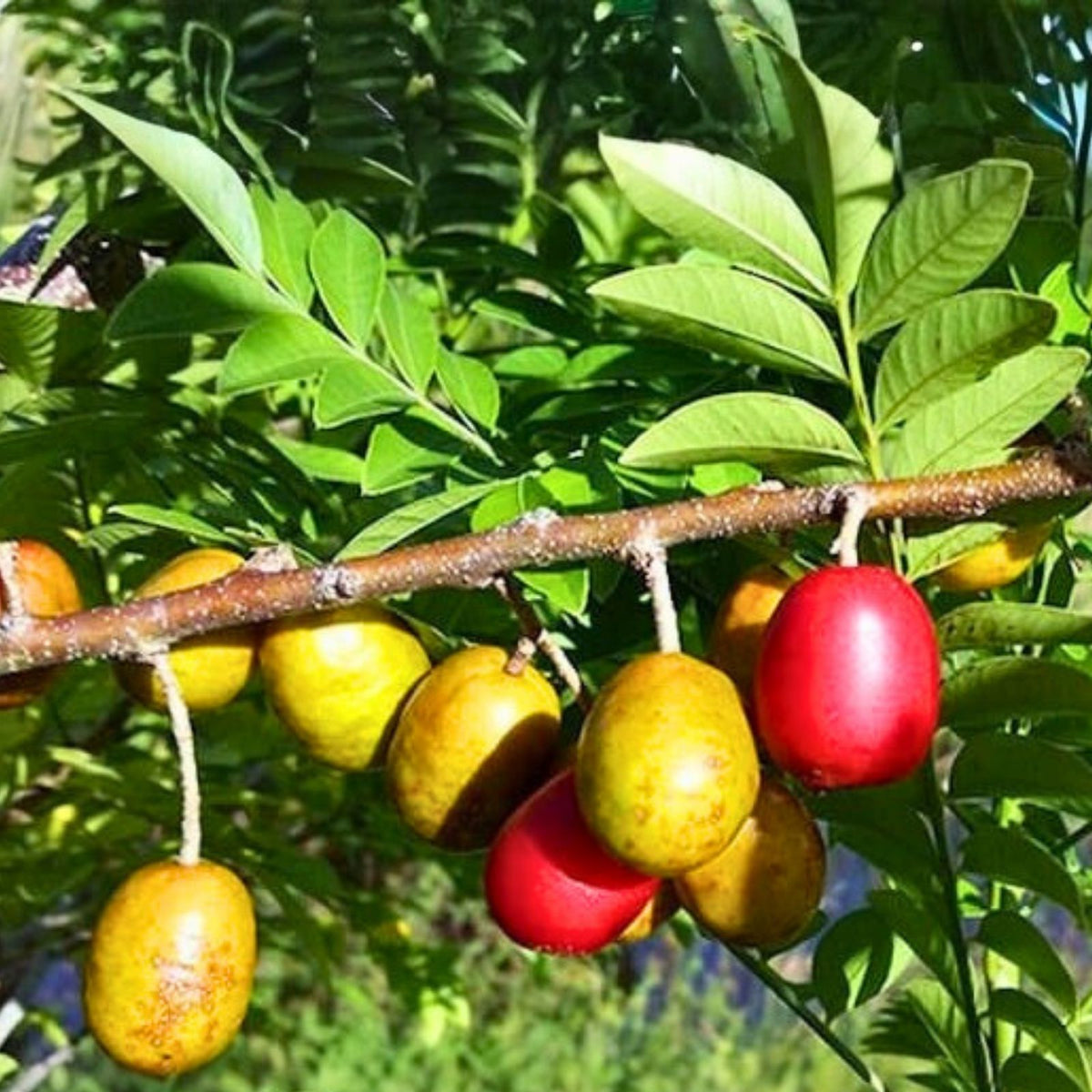 Hog Plum Cuttings - 3 Fresh Unrooted Ciruela Cuttings - Spondias purpurea Spanish Plum Plant Propagation