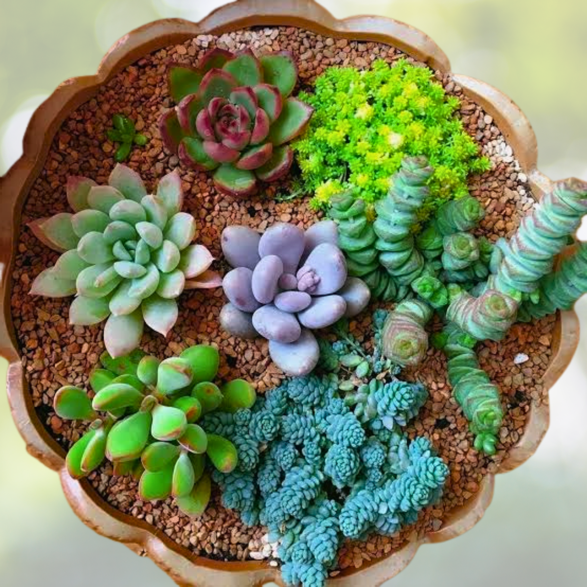 200pcs Mixed Succulent Seeds | Variety Pack for Gardening | Ideal for Indoor & Outdoor | Succulent Plant Seeds