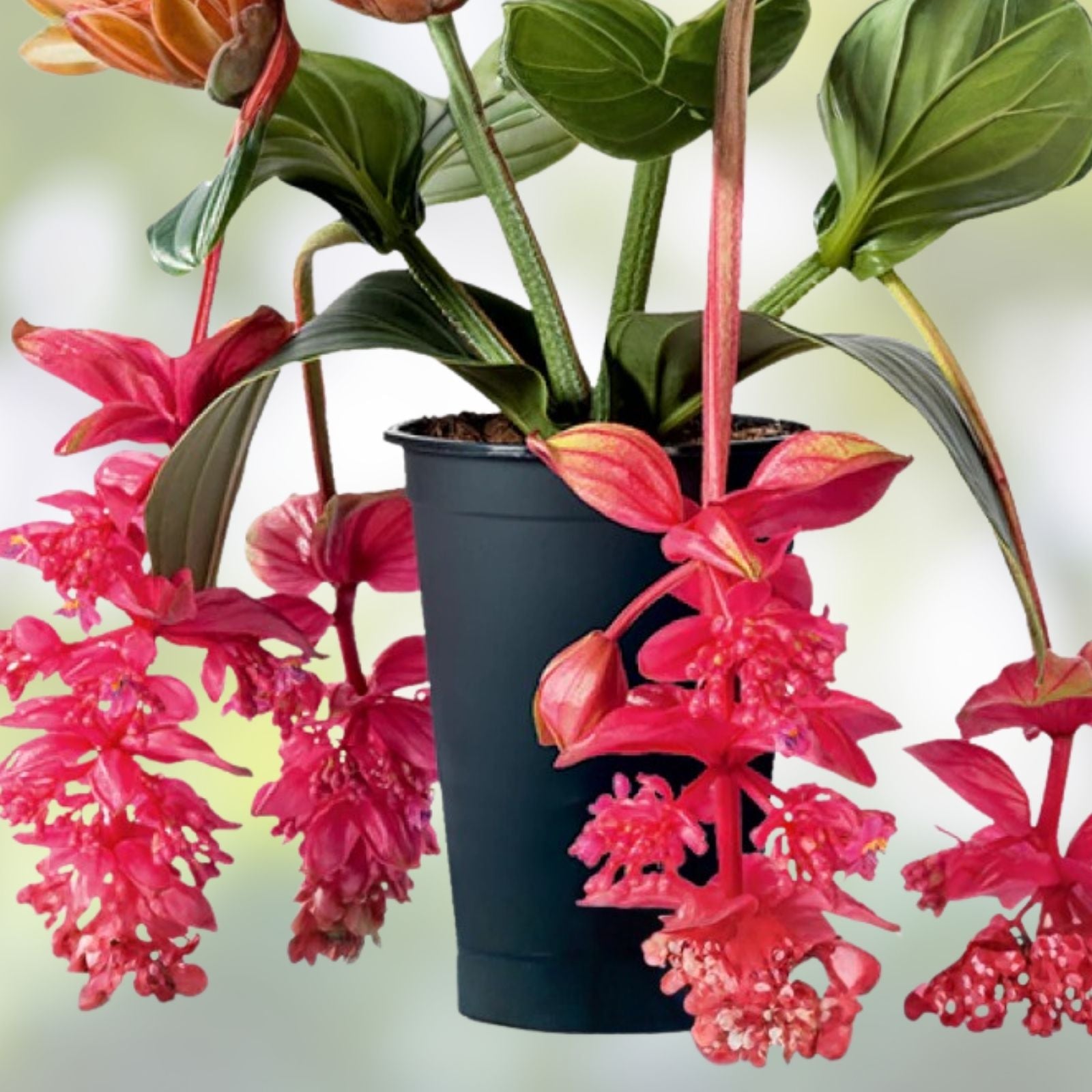 Medinilla Magnifica Plant Starter – Live Well Rooted Rare Houseplant – Exotic Indoor Greenery – Royal Intenz Magnifica