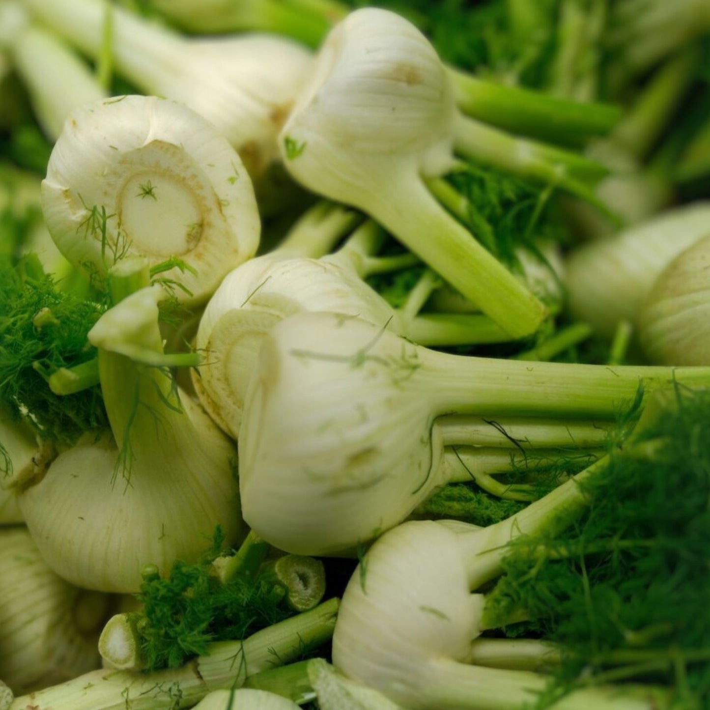 Florence Fennel Bare Root Plants Set of 2 – Edible Herb for Culinary Use – Foeniculum vulgare
