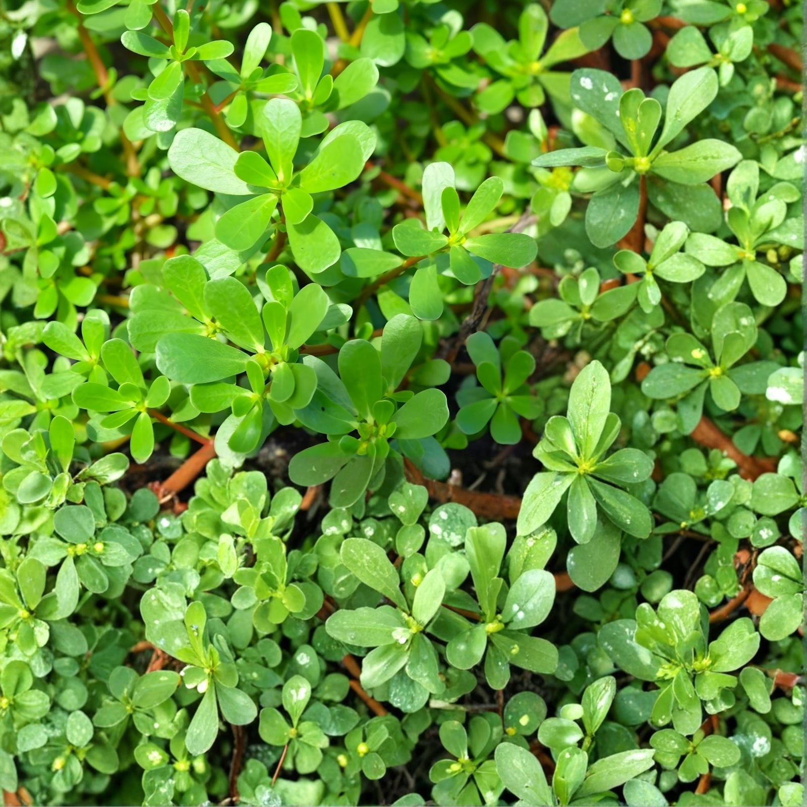 Purslane Seeds 1,000+ Non-GMO Green Garden Seeds Portulaca oleracea for Edible & Container Gardening