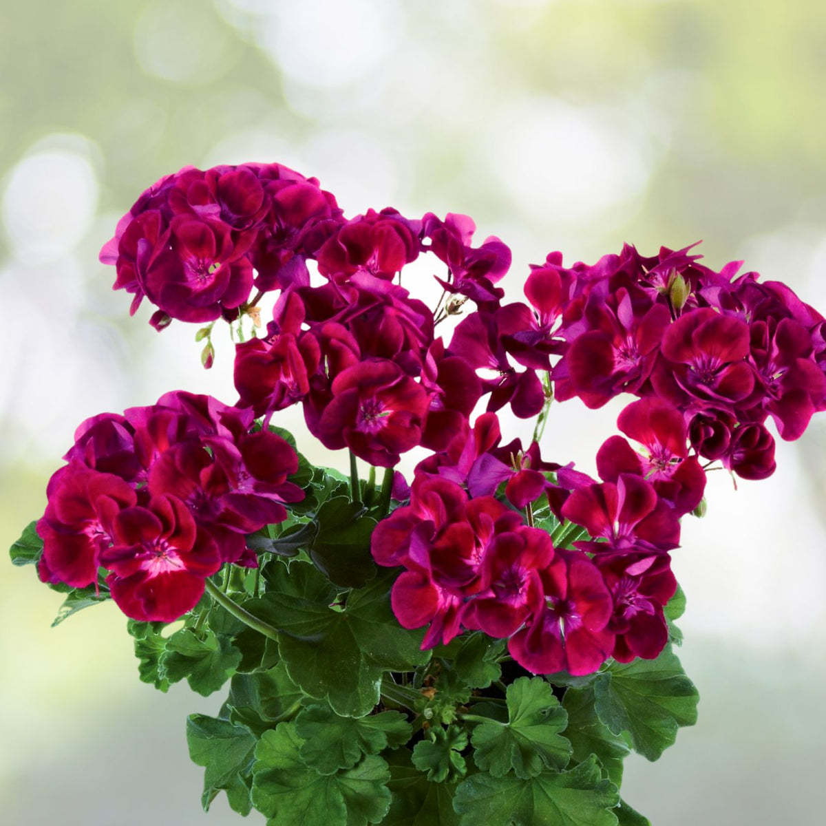 Live Geranium Plant 6" White with Dark Maroon Center Perennial Pelargonium