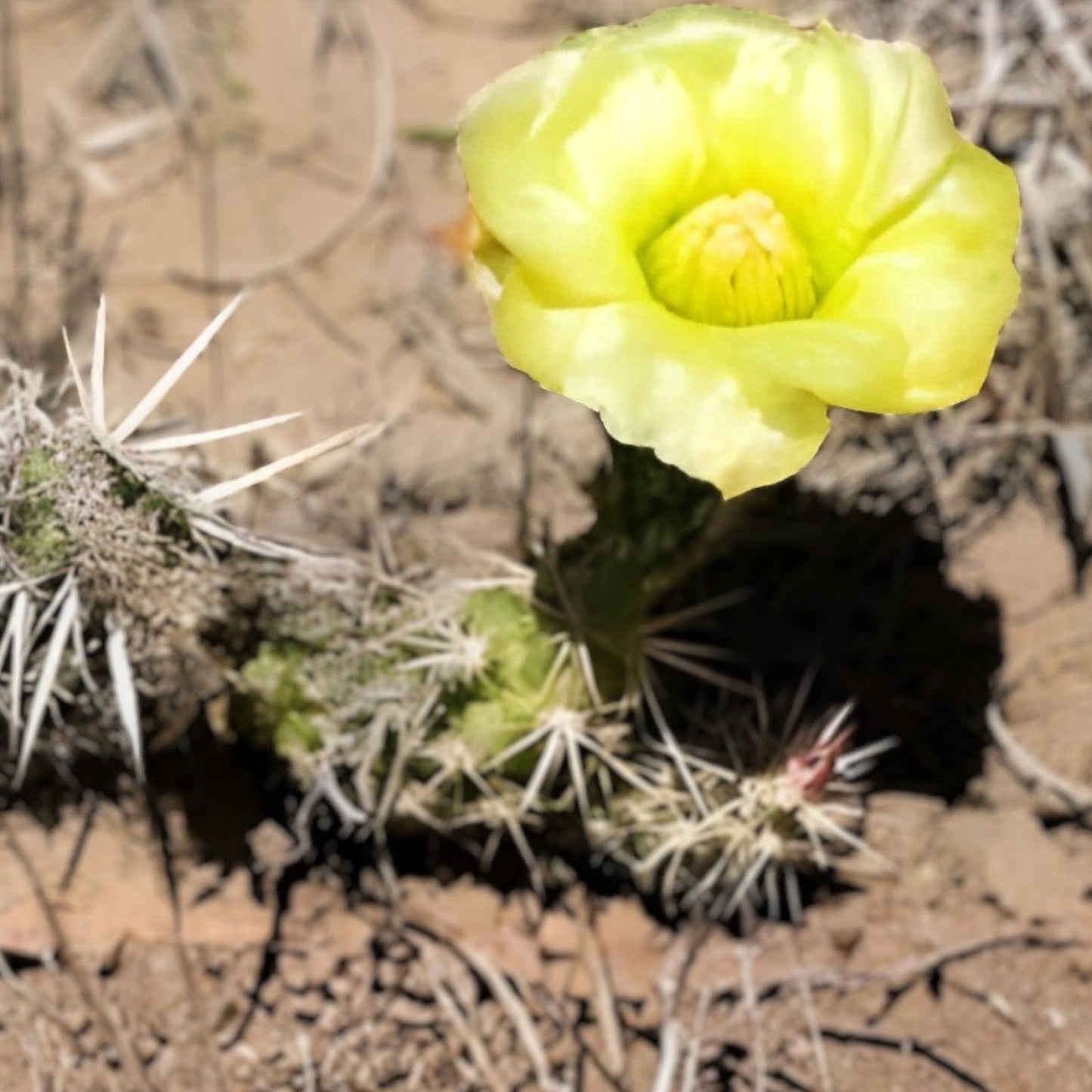Grusonia Clavata Club Cholla Cactus Cutting - Live Desert Succulent, Drought-Tolerant Plant Segment, Unique Cactus for Indoor & Outdoor Decor