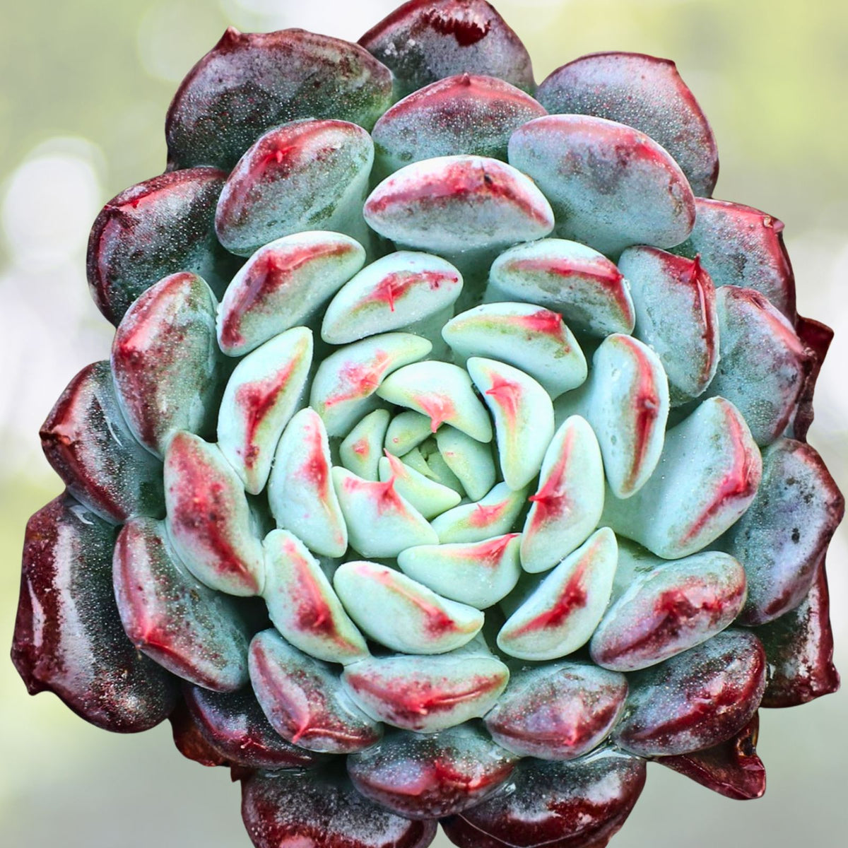 Echeveria Minima 4" Blue Succulent Live Plant, Pink Houseplant, Echeveria 'Minima', Compact Rosette for Succulent Collection