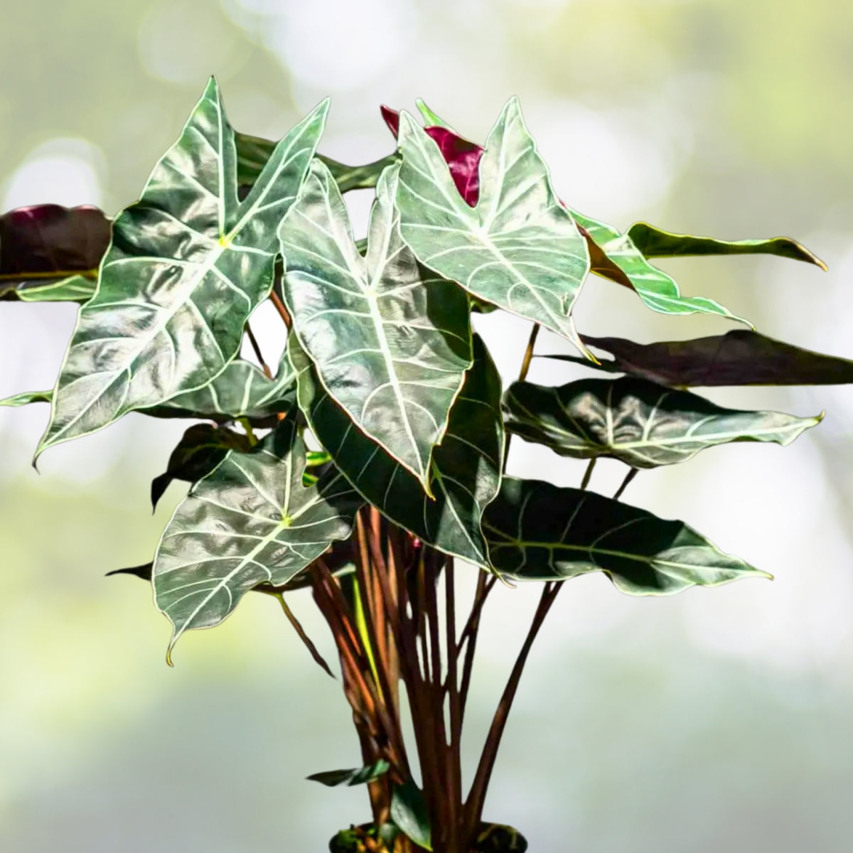 Alocasia Morocco Plant 6" Pot - Exotic Indoor Houseplant, Alocasia sanderiana, Ideal for Plant Enthusiasts and Home Decor