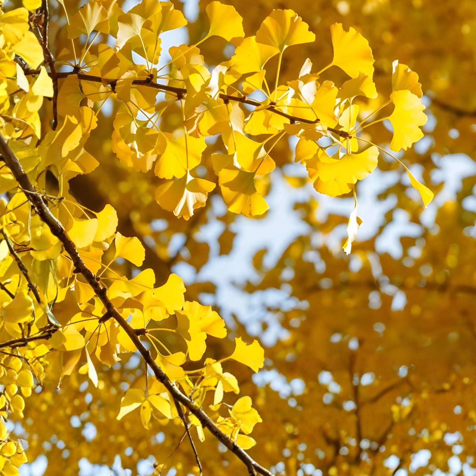 Ginkgo Biloba Tree Seedlings 6 Inch - Attractive Leaves and Bark - Ginkgo biloba - Ornamental Tree for Landscaping