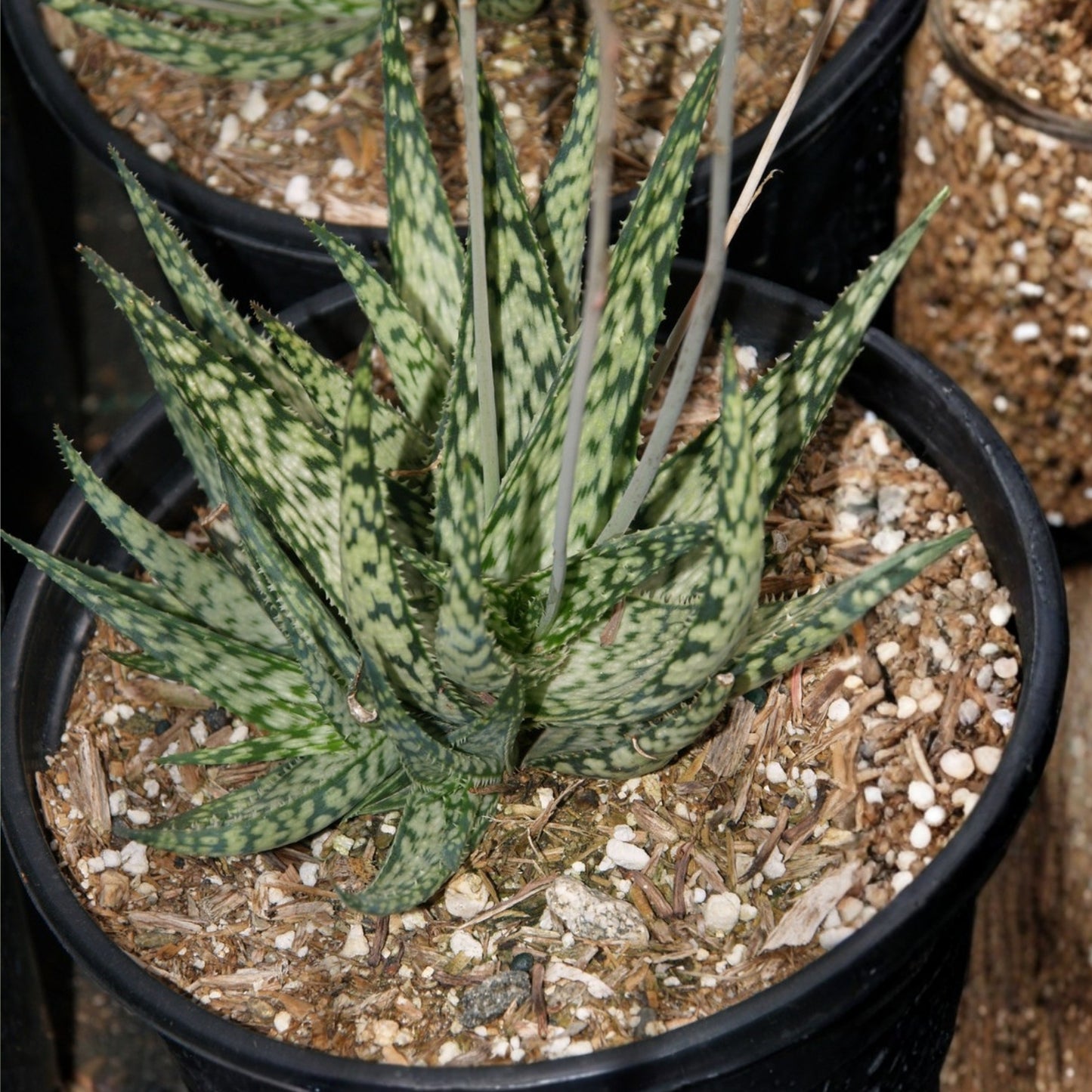 Aloe Lizard Lips Succulent - 2" or 4" Pot - Dark Green with Creamy Markings - Aloe 'Lizard Lips'