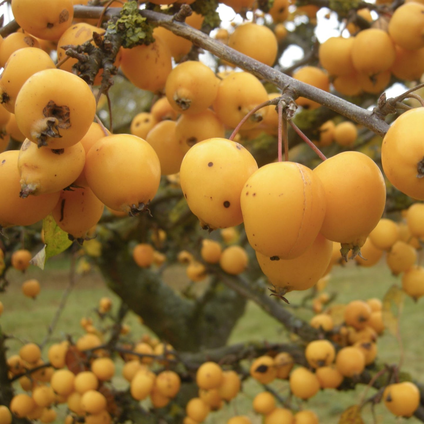Zumi Crabapple Tree Seedlings - Fruit Trees for Planting, Malus zumi, Home Garden Ornamental and Edible Fruit