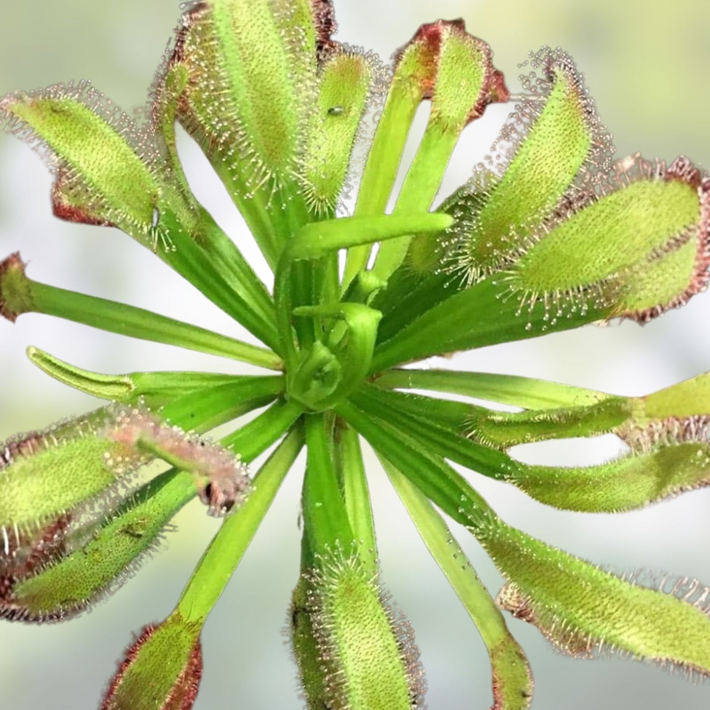 Drosera x Hercules Carnivorous Plant – Easy to Grow Potted Sundew for Home Garden – Dionaea Muscipula
