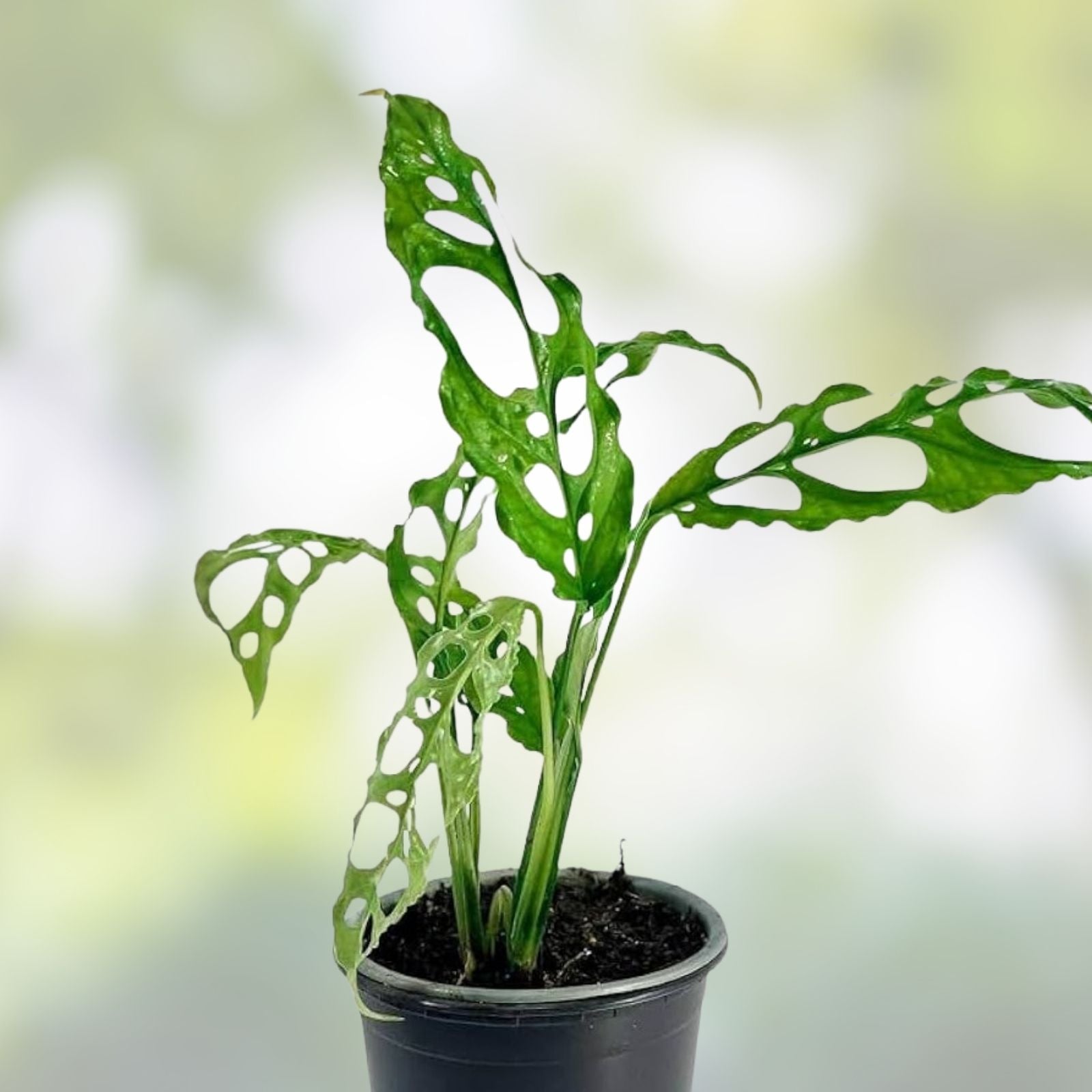 Monstera obliqua ‘Peru’ Small Live Plant, Rare Tropical Indoor Foliage, Easy Care Greenery, Houseplant, Unique Tropical Plant