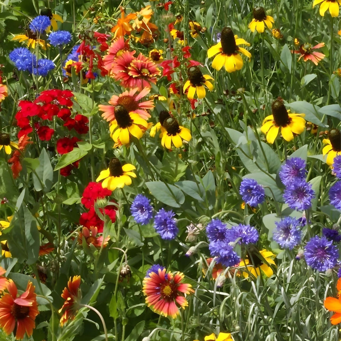 Wildflower Seed Mix 200 Organic Drought Tolerant Seeds USA Native Wildflowers for Dryland Gardens