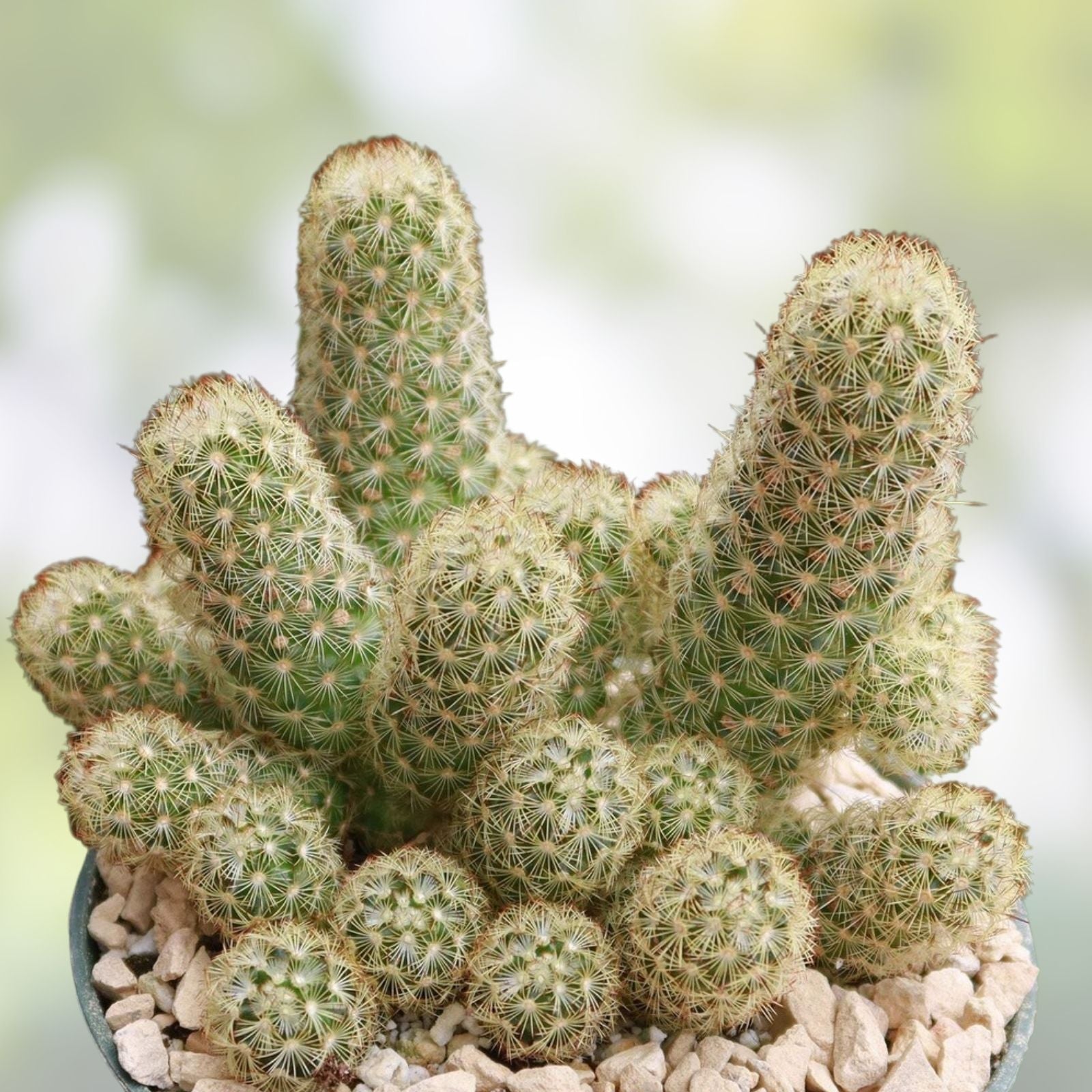 Live Boxing Glove Cactus Cutting – Unique Succulent Plant – Mammillaria elongata Indoor Collection