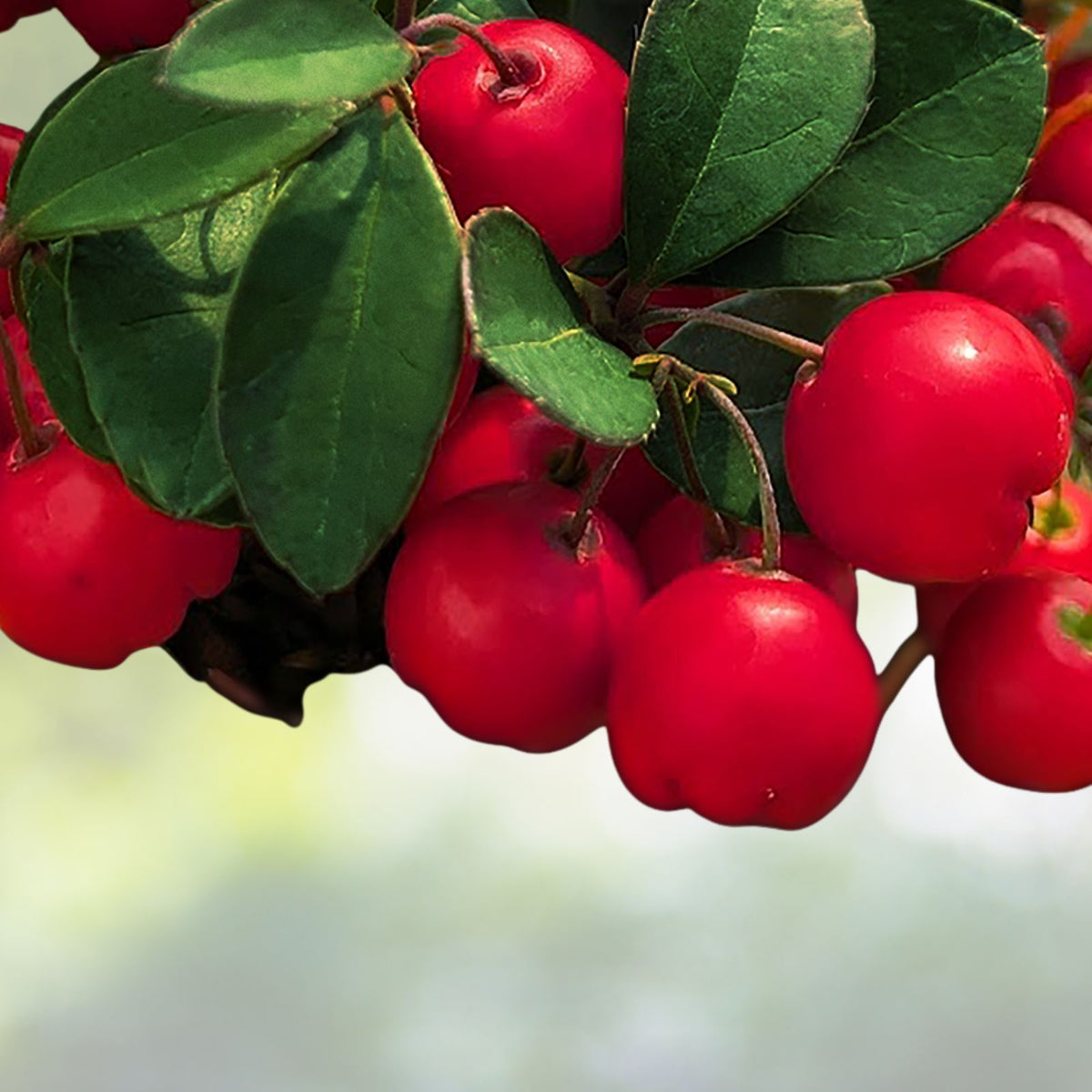 Gaultheria-Cherries-Berries-Live-Plants-Set-of-2-4-6"-Tall-Evergreen-Ground-Cover-Plants-Free-Shipping
