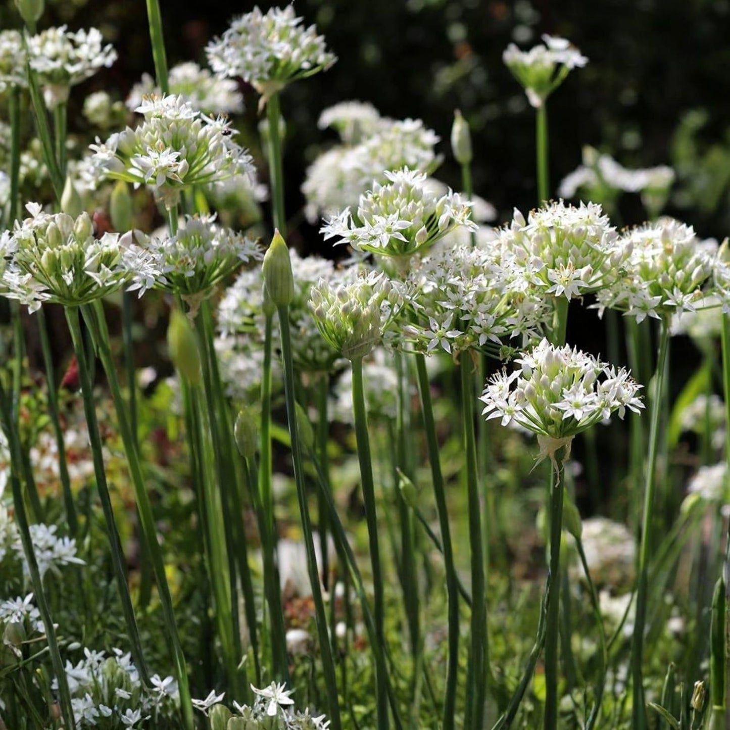 Garlic Chives Seeds 2oz - Allium Tuberosum for Microgreens and Sprouting - Culinary Herb, Organic Seed Pack