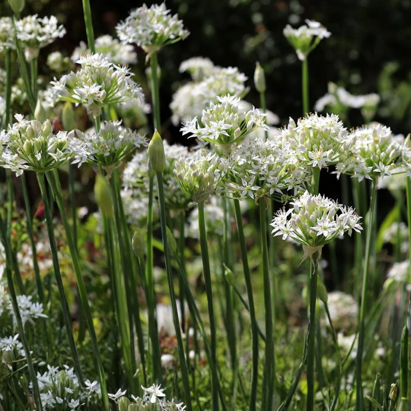 Garlic Chives Seeds 2oz - Allium Tuberosum for Microgreens and Sprouting - Culinary Herb, Organic Seed Pack