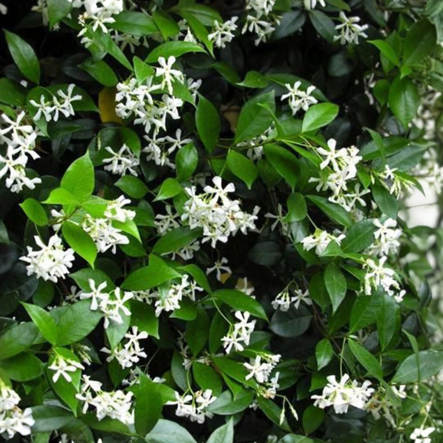Star Jasmine Cuttings - 12 Unrooted Stem Clippings - Fragrant Climbing Plant - Trachelospermum jasminoides