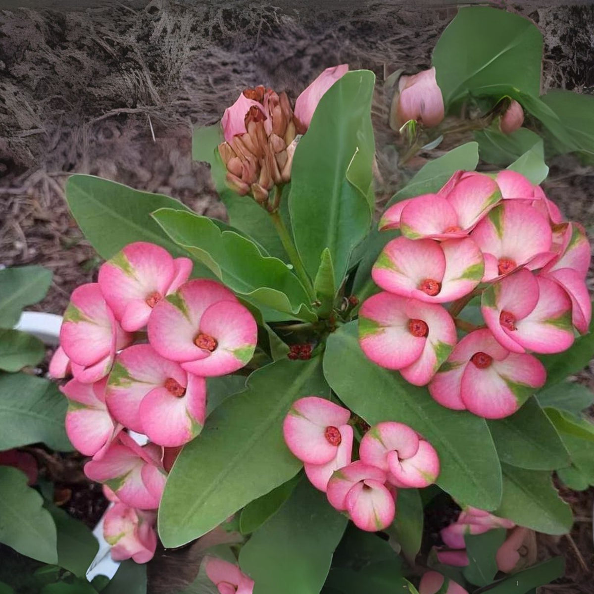 Rainbow Crown of Thorns Cutting - 1 Count - Euphorbia milii - No Roots - Colorful Succulent Plant Cutting for Propagation