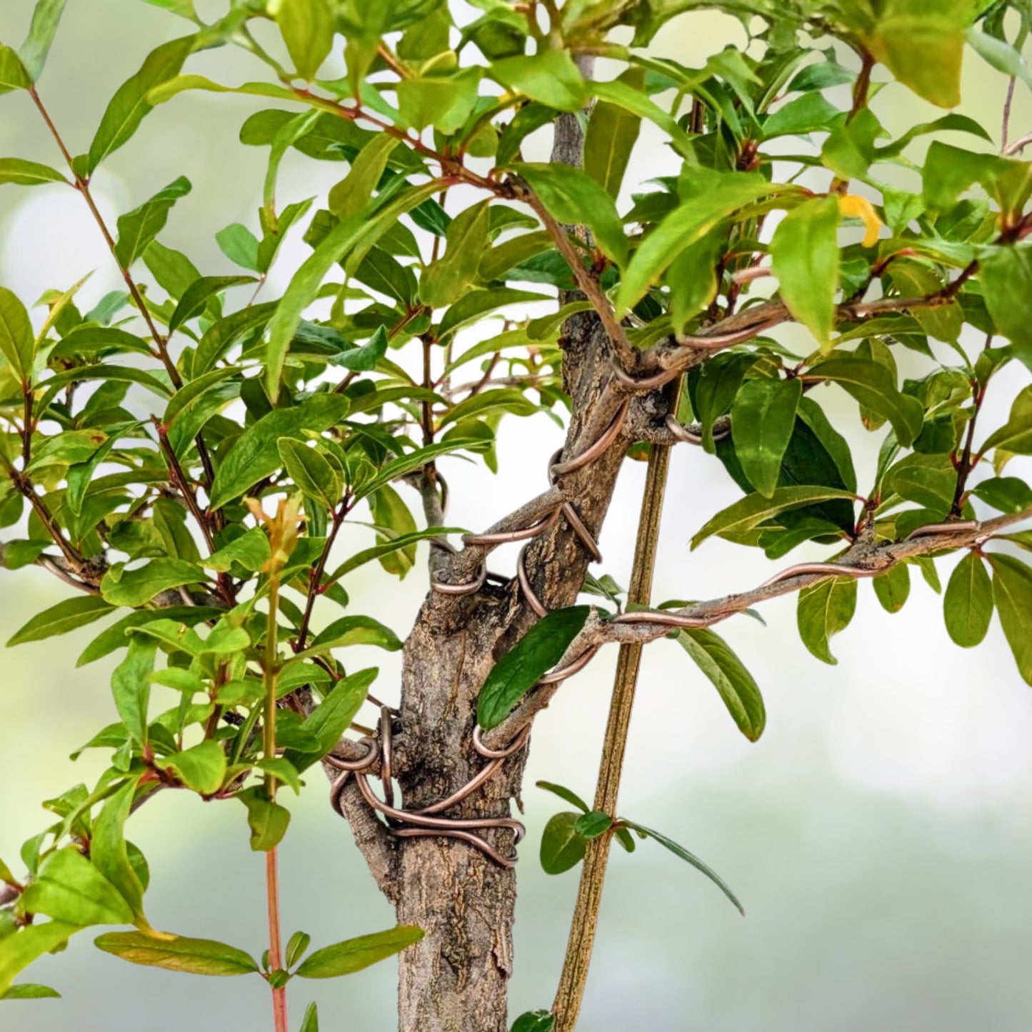 Pre-Bonsai Pomegranate Tree 6” Pot - Punica granatum - Live Plant for Indoor or Outdoor Gardening
