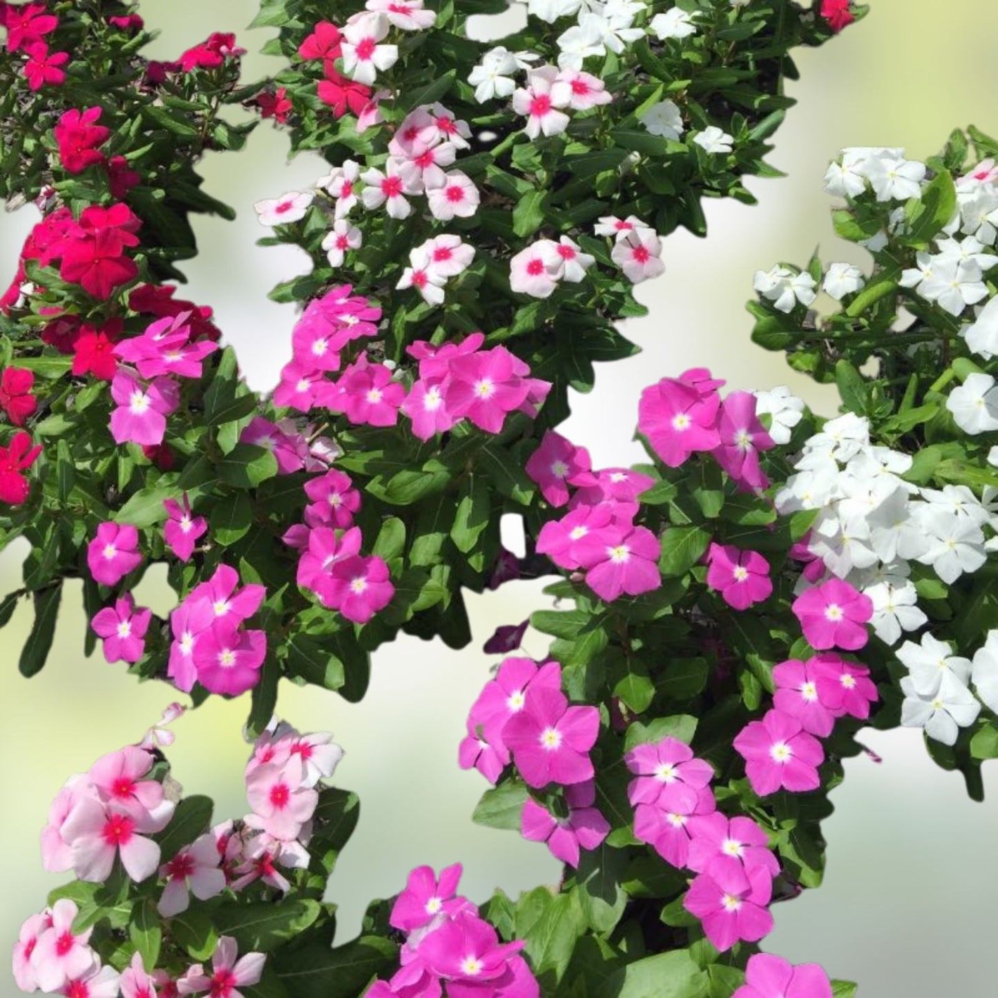 Vinca Seeds 500 Count - Sunsplash Mix - Catharanthus roseus Flower Seeds for Colorful Garden Blooms