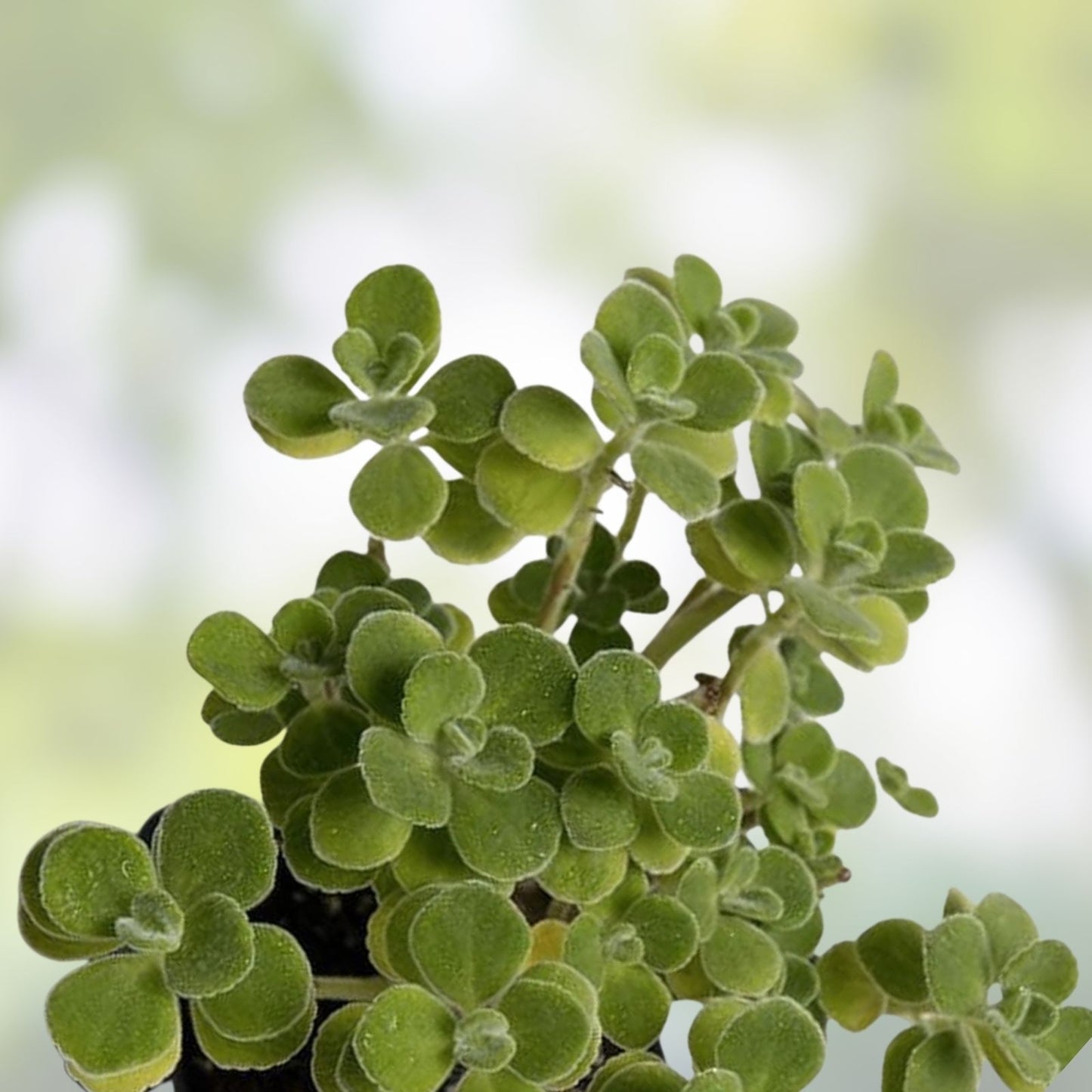 Cuban Oregano Cuttings - 10 Unrooted Plants - Vicks Vapor Plant - Aromatic Herb for Cooking & Health Benefits