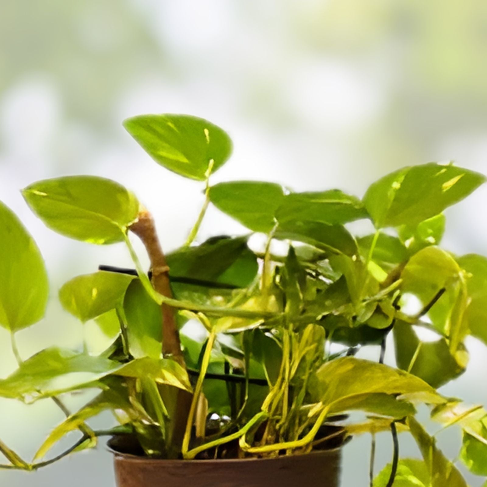 3 Cuttings Pathos Plants in 3 Inch Pots, Marble, Golden, N’Joy Varieties, Houseplant Cuttings, Epipremnum aureum