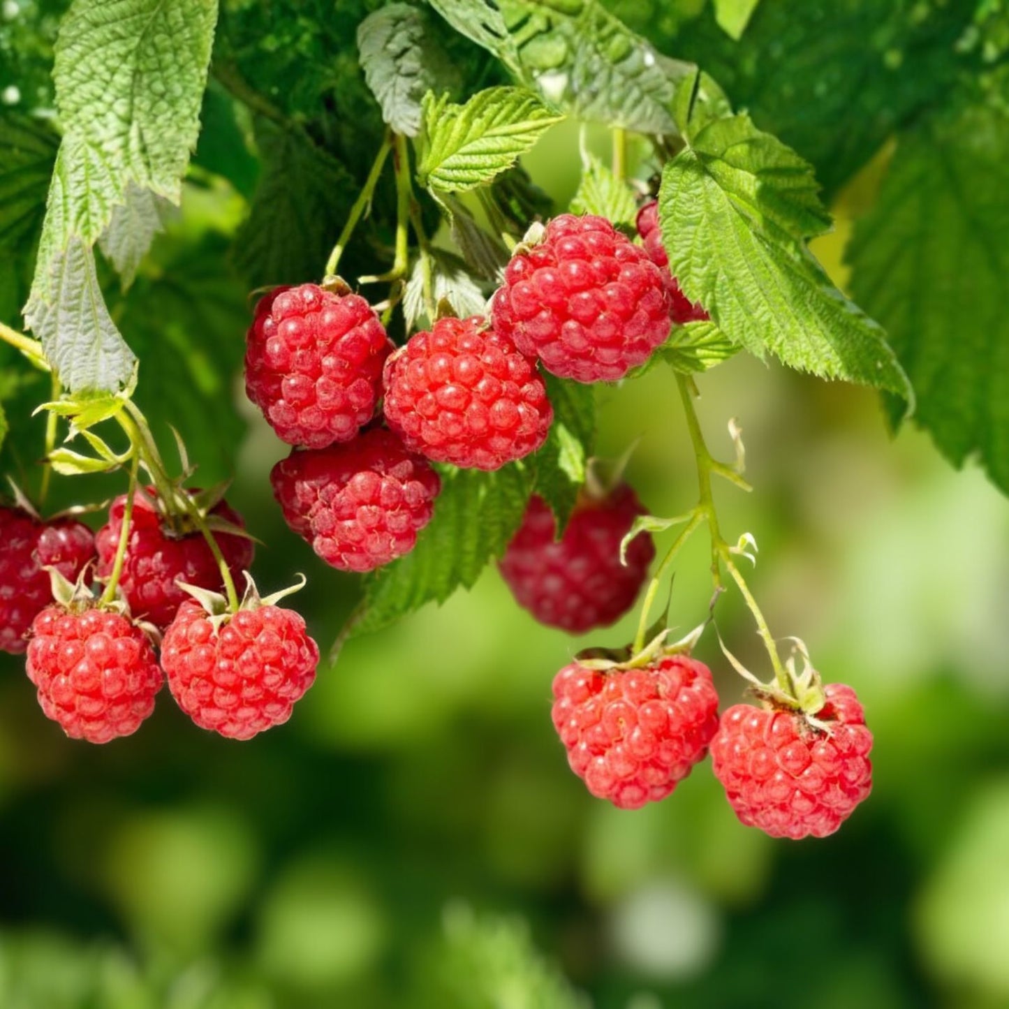 Bare Root Raspberry Plants - 3 Pack - Nantahala Red - Rubus idaeus - Cold Resistant - Medium Sunlight - Zones 4-9 - Outdoor Gardening