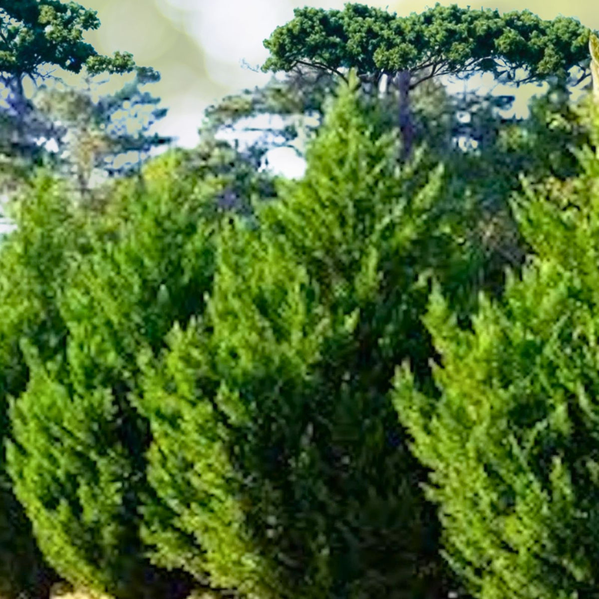 Leyland Cypress Trees - 3 Bare Root Starter Plants - Cupressocyparis leylandii - Fast Growing Evergreen Hedge