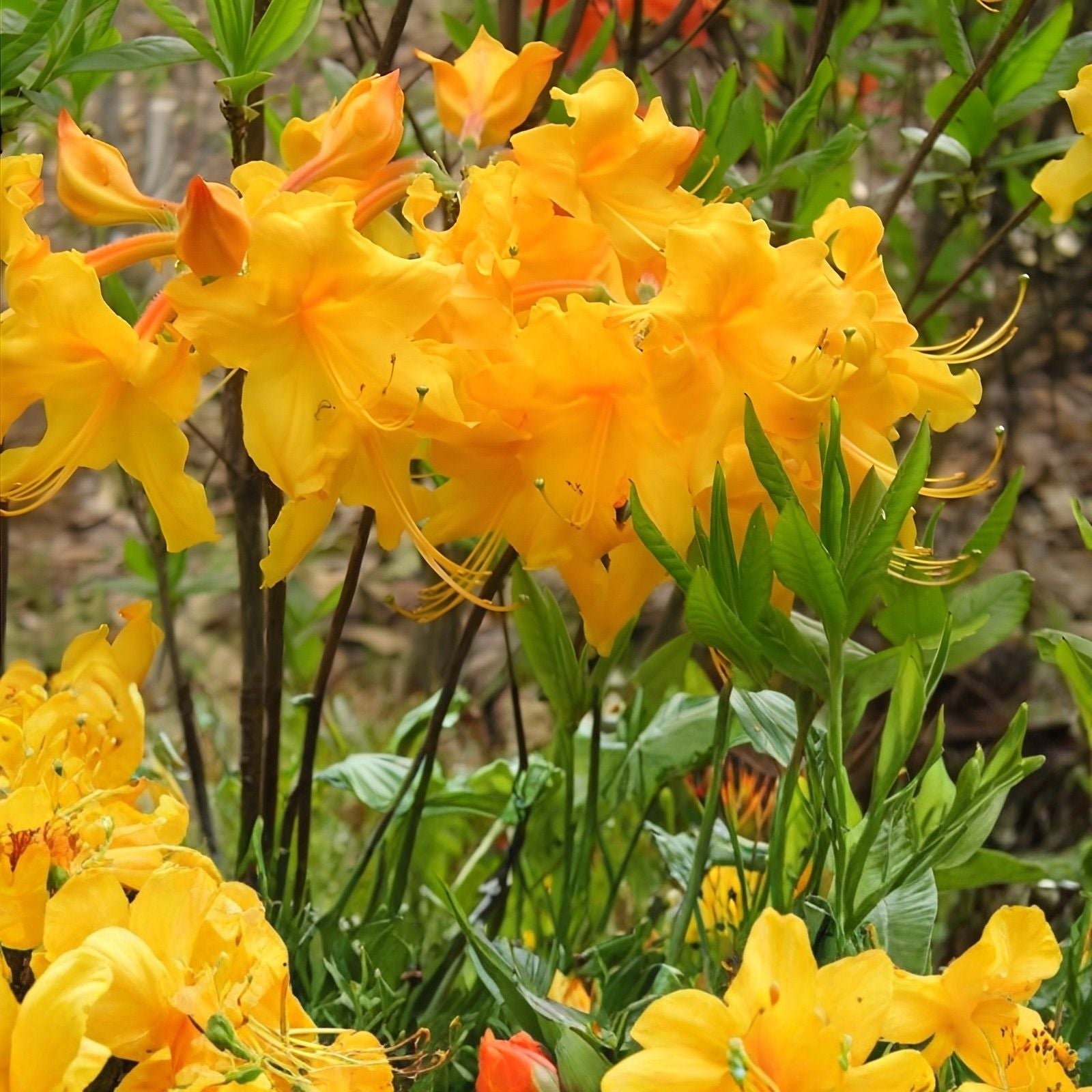 Aromi Azalea Starter Plant - Mauvila Gold - Rhododendron Deciduous - Garden Flowering Shrub - May Be Dormant